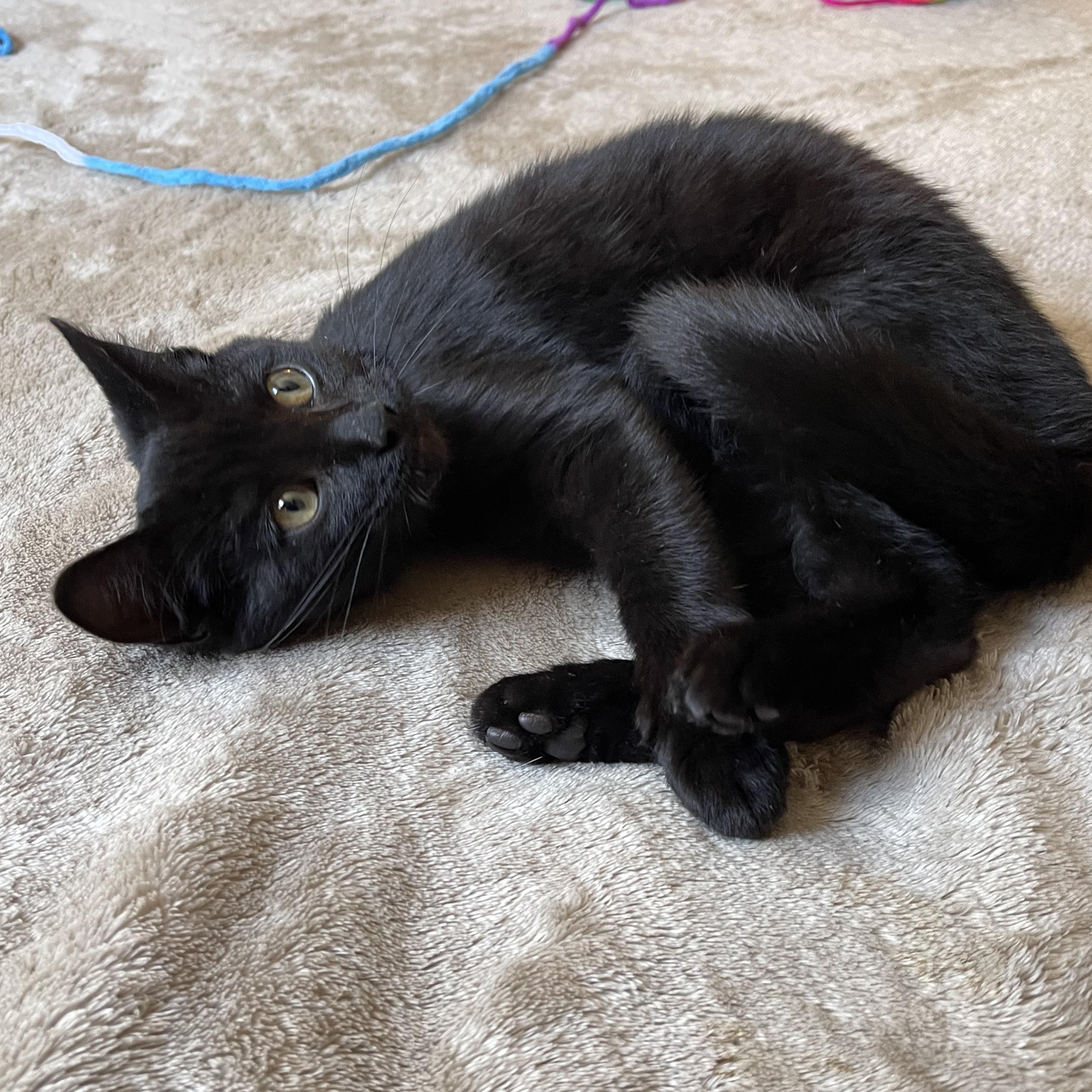 Smolder, a Adoptable mixed breed in Scranton, PA image 4/4