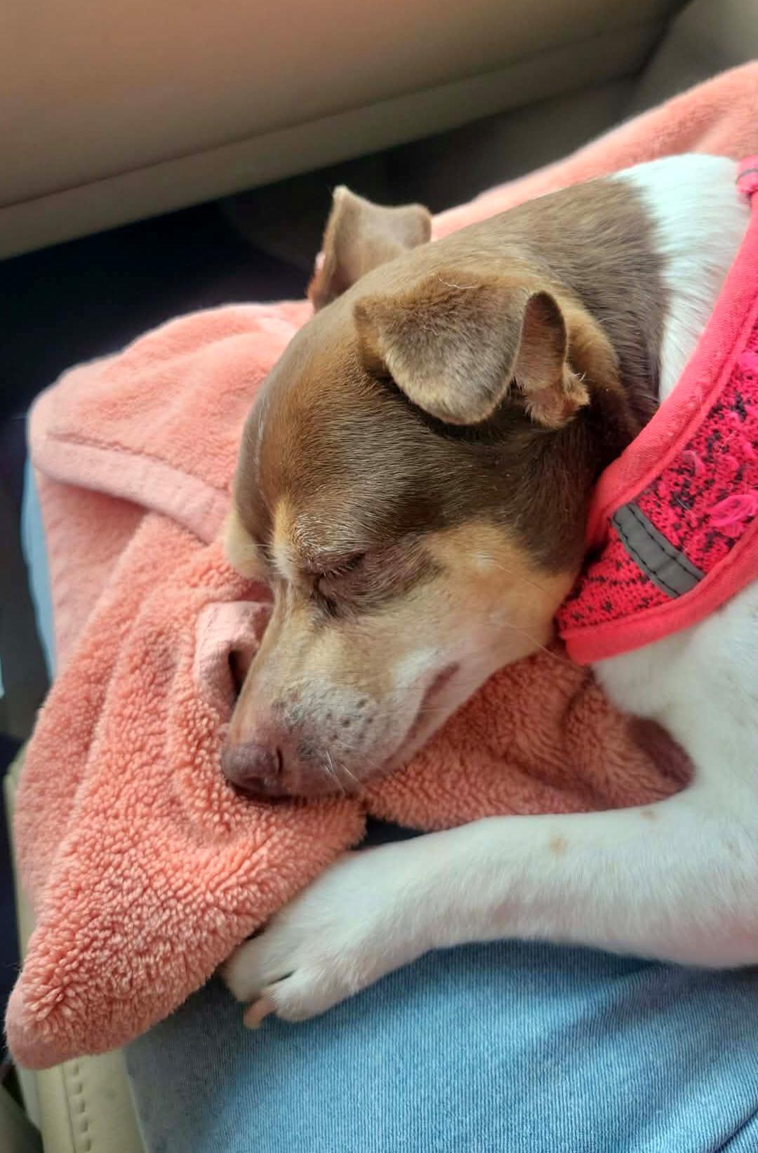 Enlarge Emma, an adopted Chihuahua in Allentown, PA image 6/6