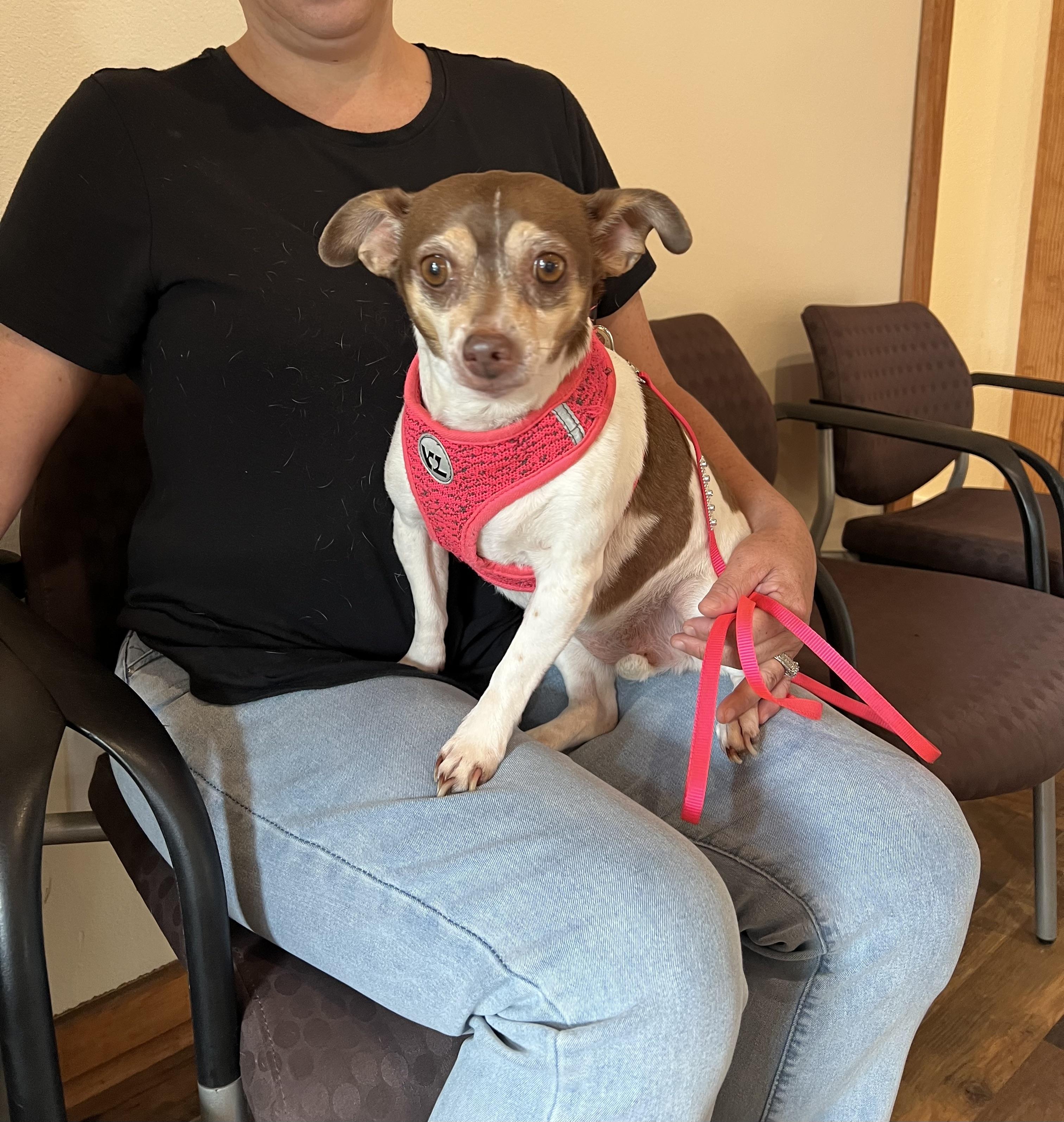 Enlarge Emma, an adopted Chihuahua in Allentown, PA image 2/6