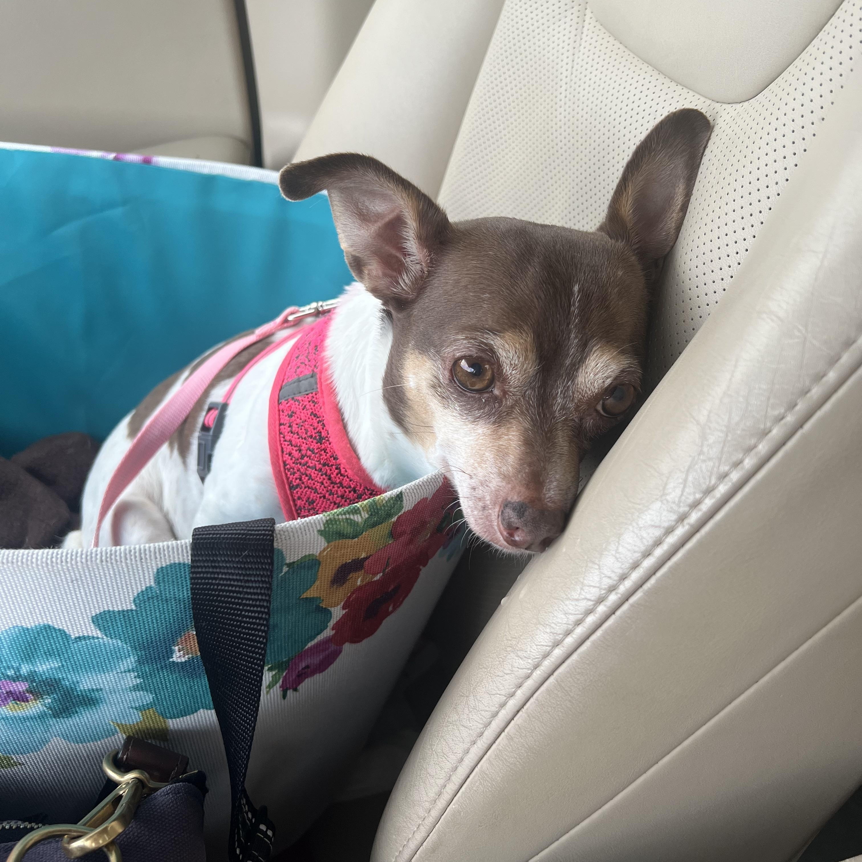 Enlarge Emma, an adopted Chihuahua in Allentown, PA image 3/6