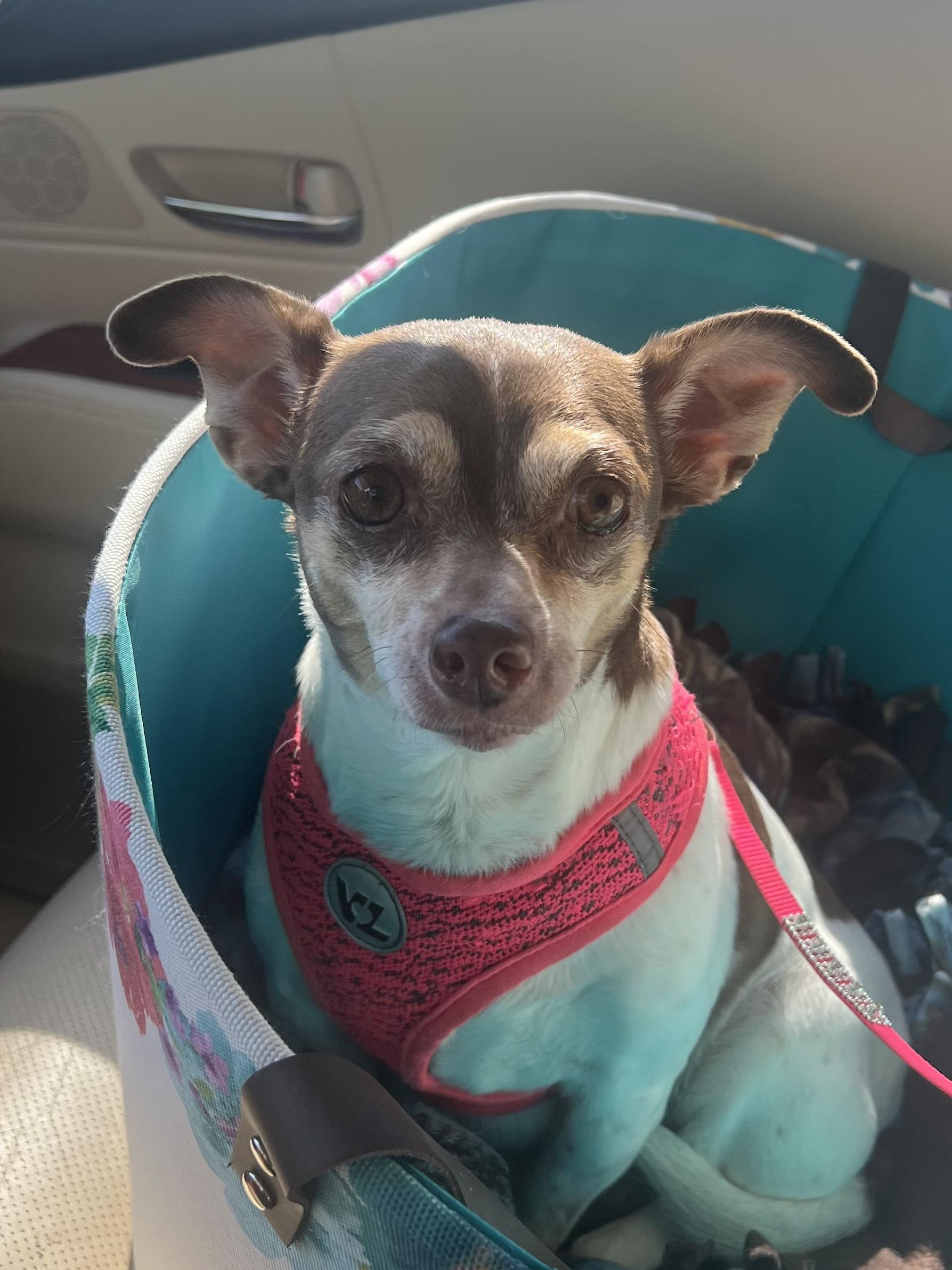 Emma, adopted, Senior Female Chihuahua.