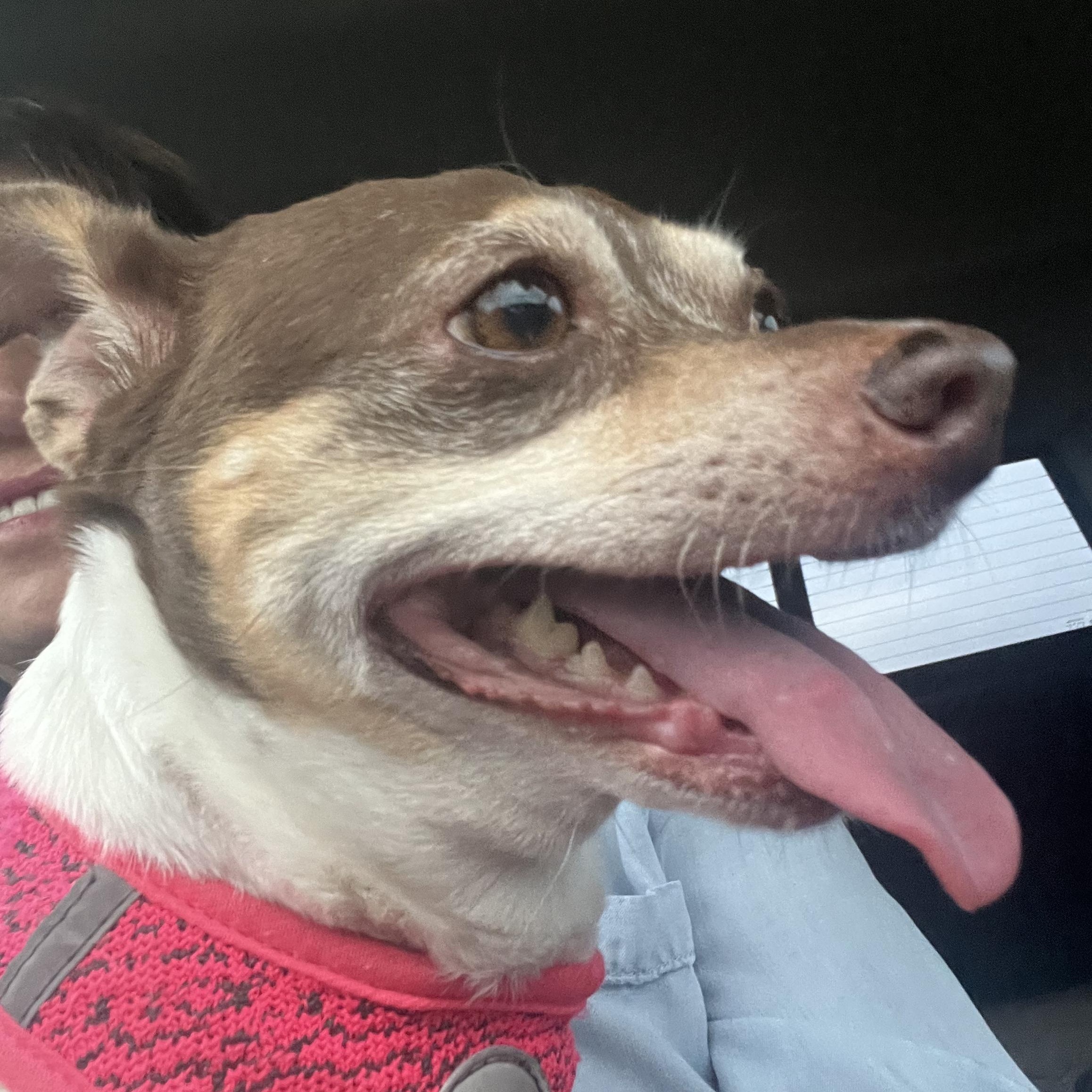 Enlarge Emma, an adopted Chihuahua in Allentown, PA image 5/6