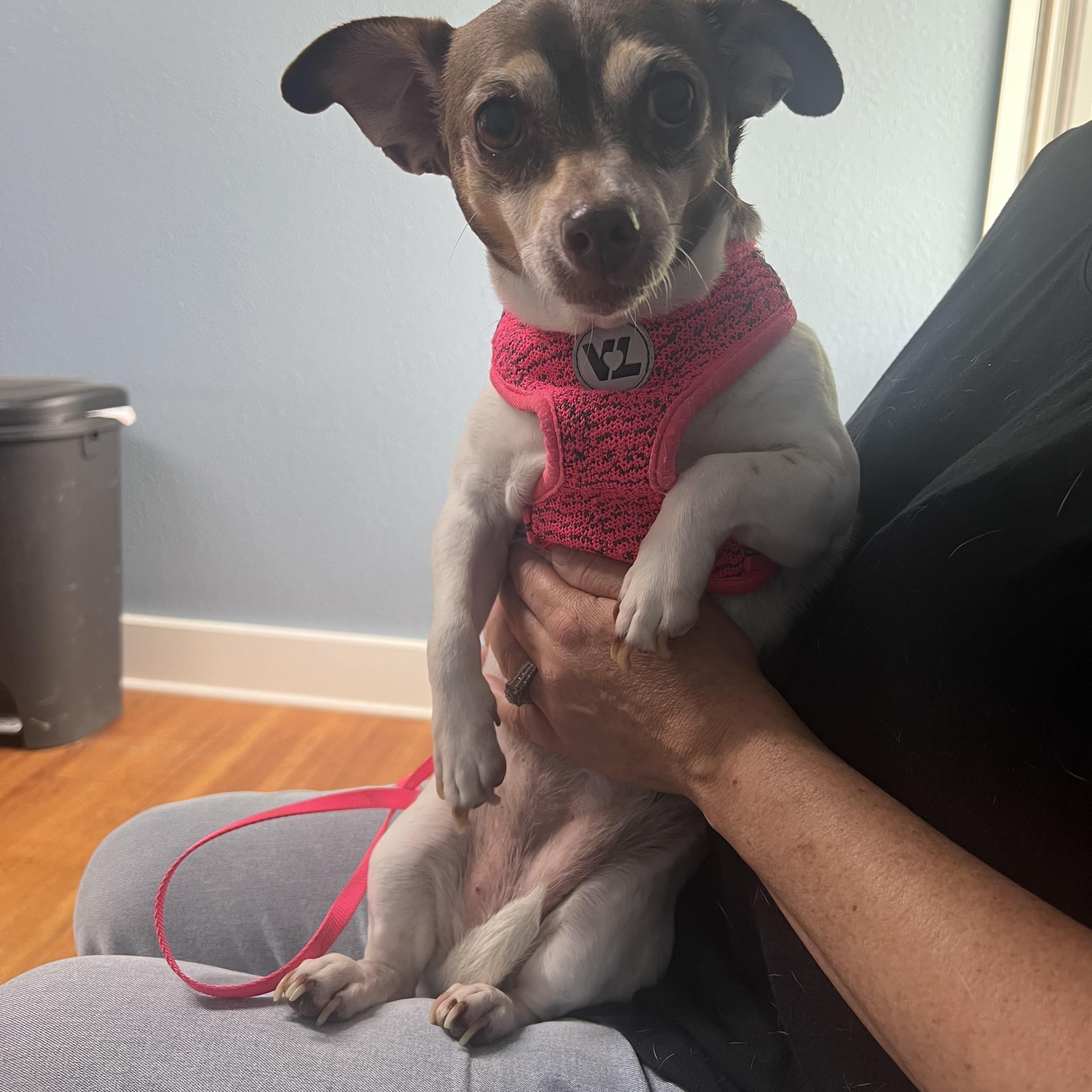 Enlarge Emma, an adopted Chihuahua in Allentown, PA image 4/6