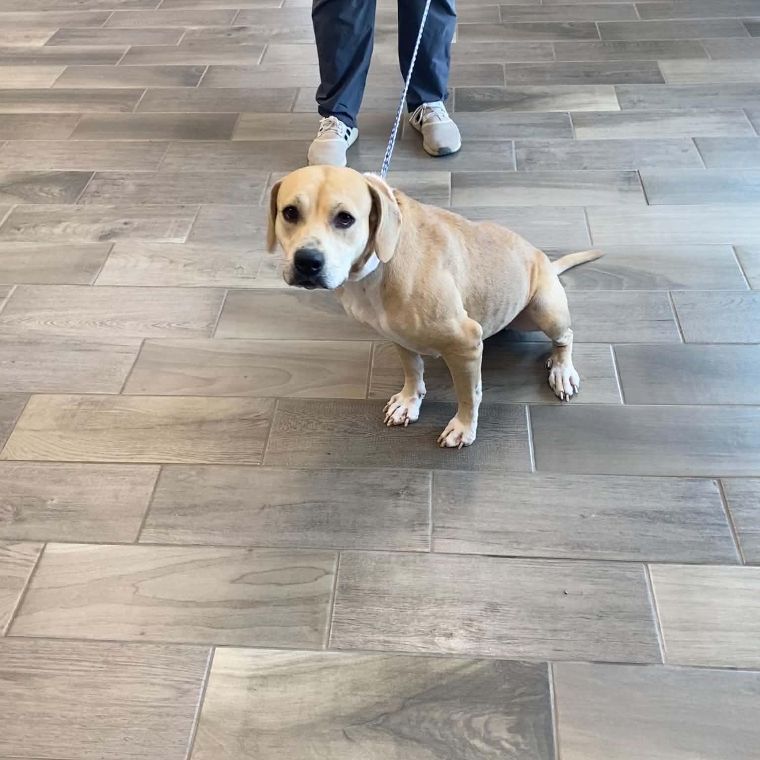 Enlarge Quinn, a Adoptable mixed breed in Nevada, MO image 1/1