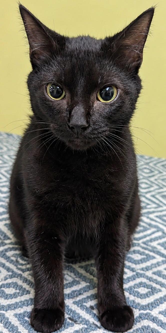 Ophelia, Adoptable, Young Female Domestic Short Hair.