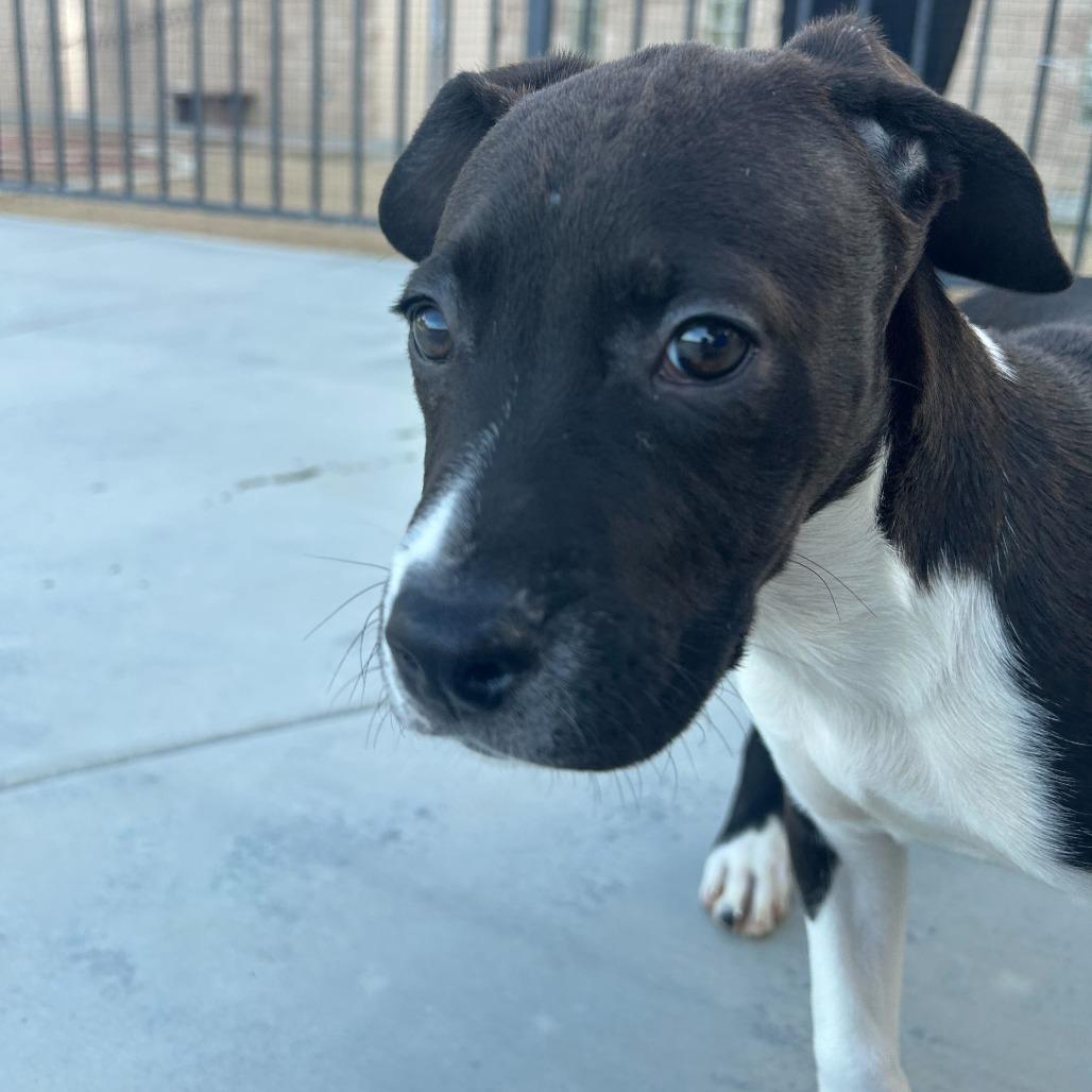 Enlarge Ferrari, a Adoptable mixed breed in Riverside, CA image 1/5