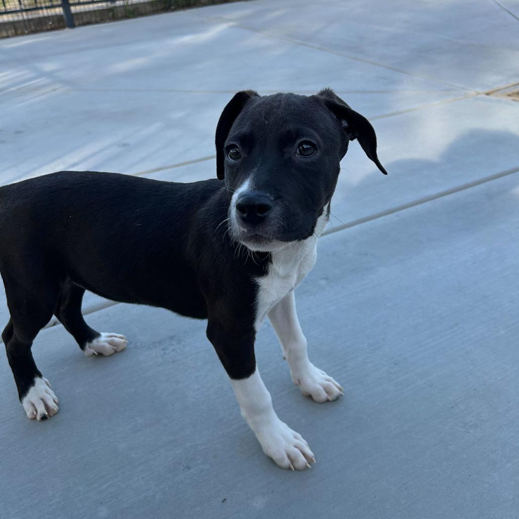 Enlarge Ferrari, a Adoptable mixed breed in Riverside, CA image 2/5