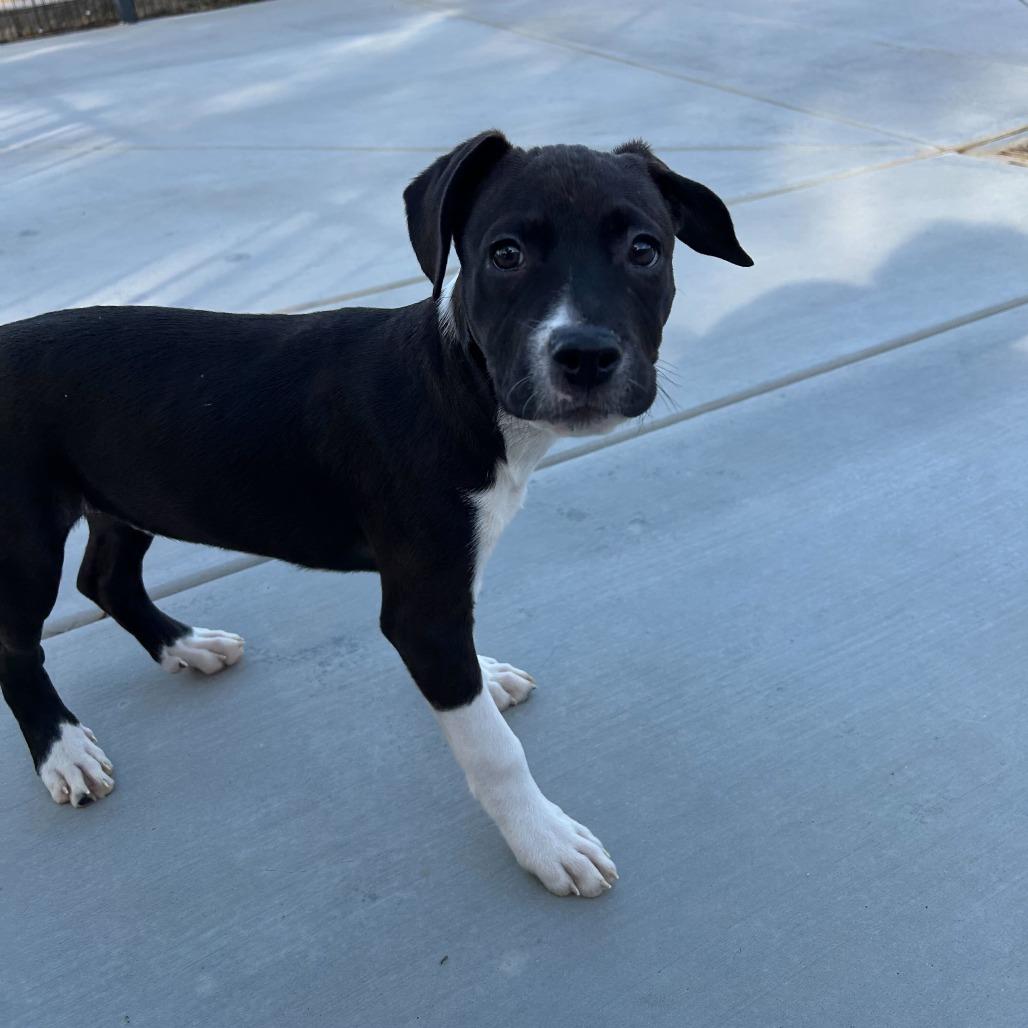 Enlarge Ferrari, a Adoptable mixed breed in Riverside, CA image 3/5