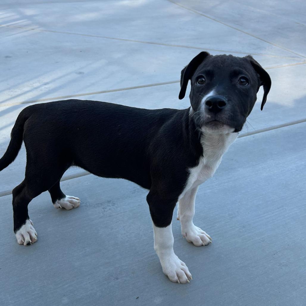 Enlarge Ferrari, a Adoptable mixed breed in Riverside, CA image 4/5