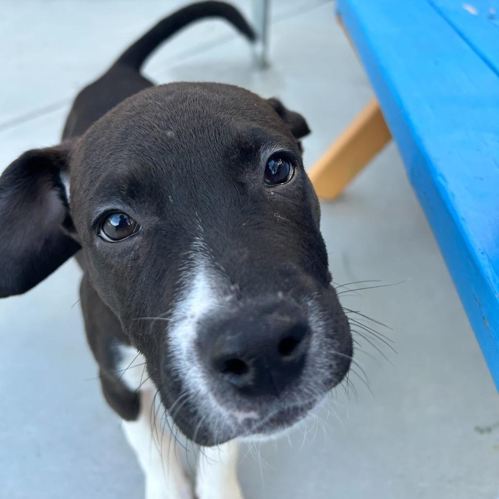 Enlarge Ferrari, a Adoptable mixed breed in Riverside, CA image 5/5