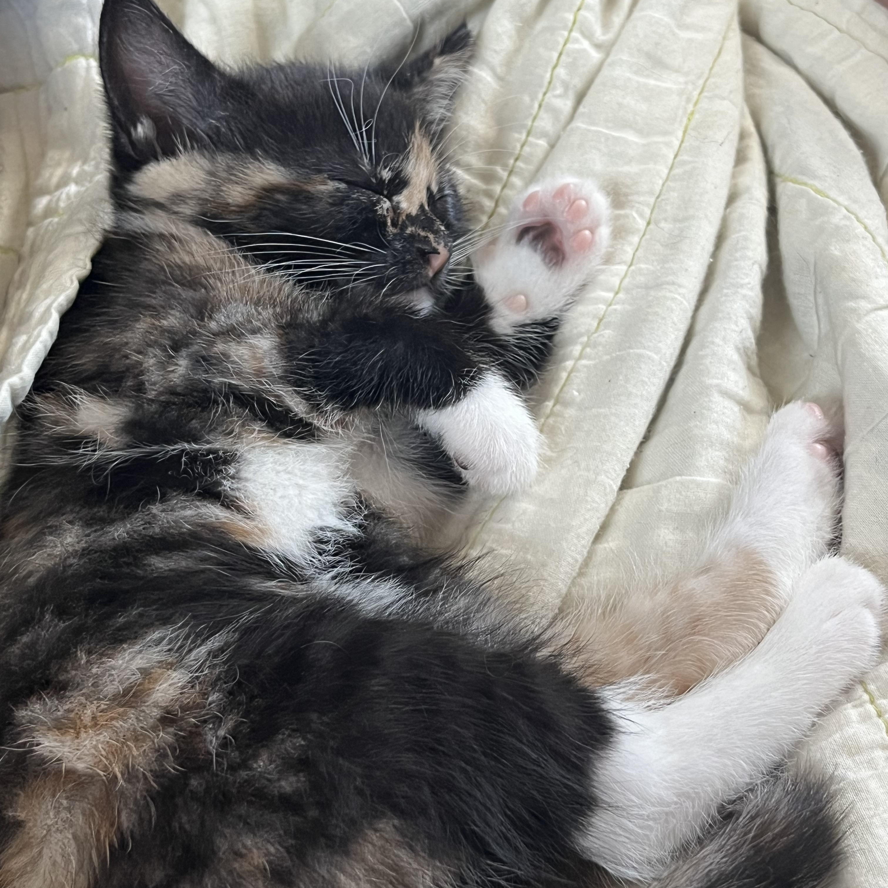 Enlarge Sardine, an adopted Tortoiseshell in Tampa, FL image 4/4