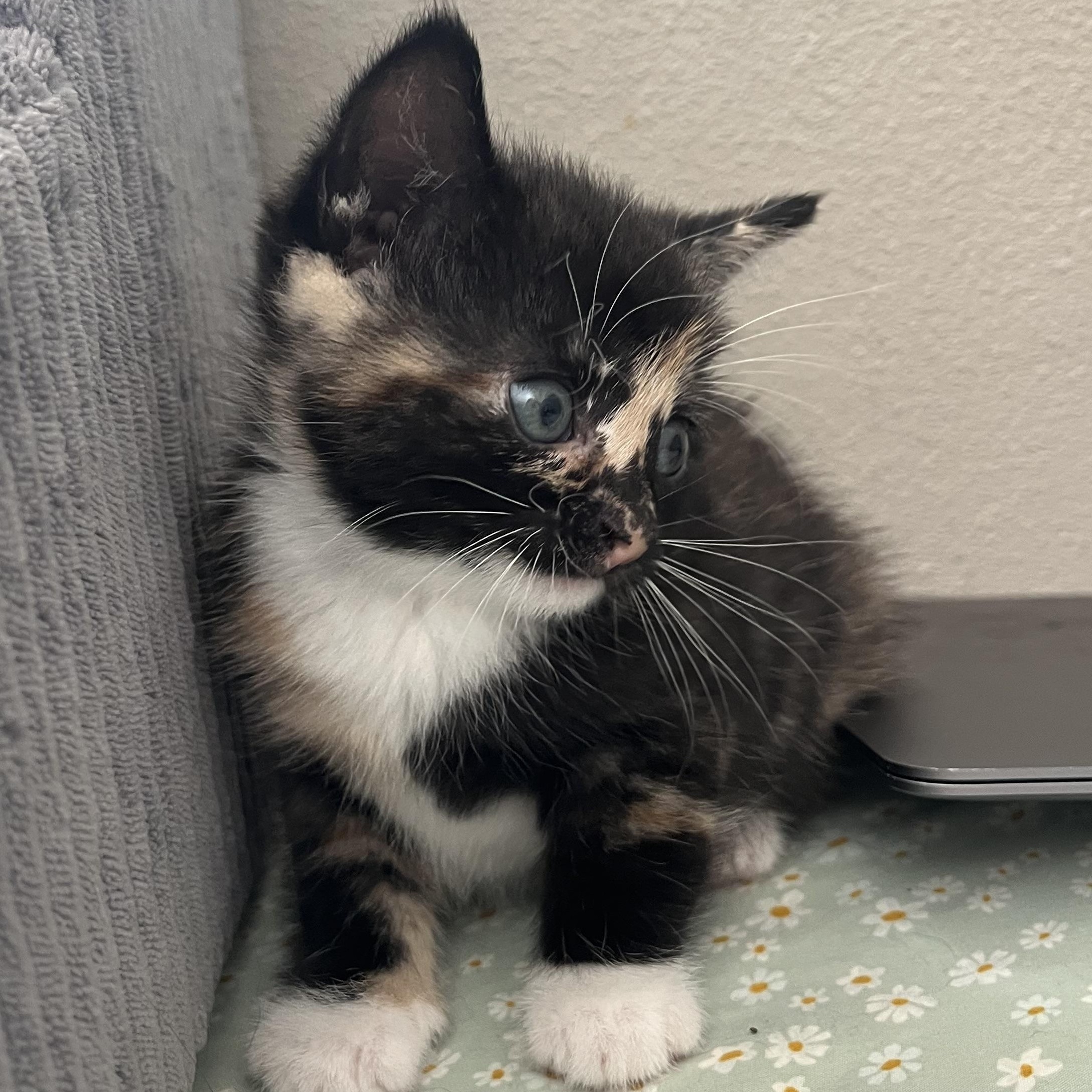 Sardine, adopted, Kitten Female Tortoiseshell.