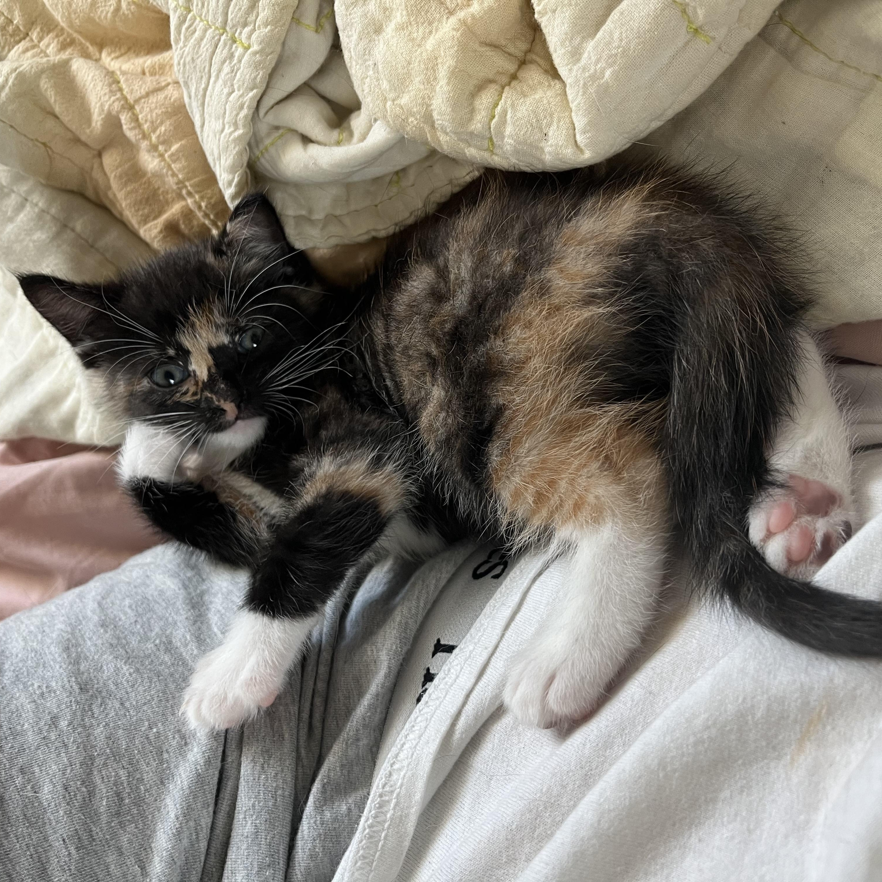 Enlarge Sardine, an adopted Tortoiseshell in Tampa, FL image 2/4