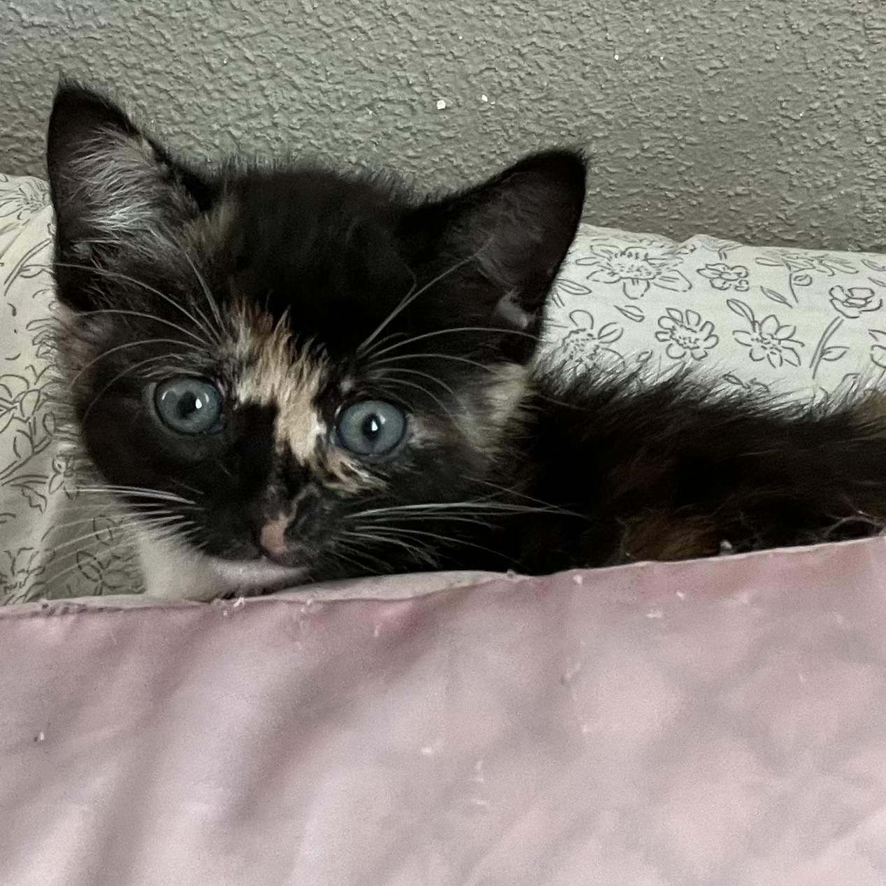 Enlarge Sardine, an adopted Tortoiseshell in Tampa, FL image 3/4