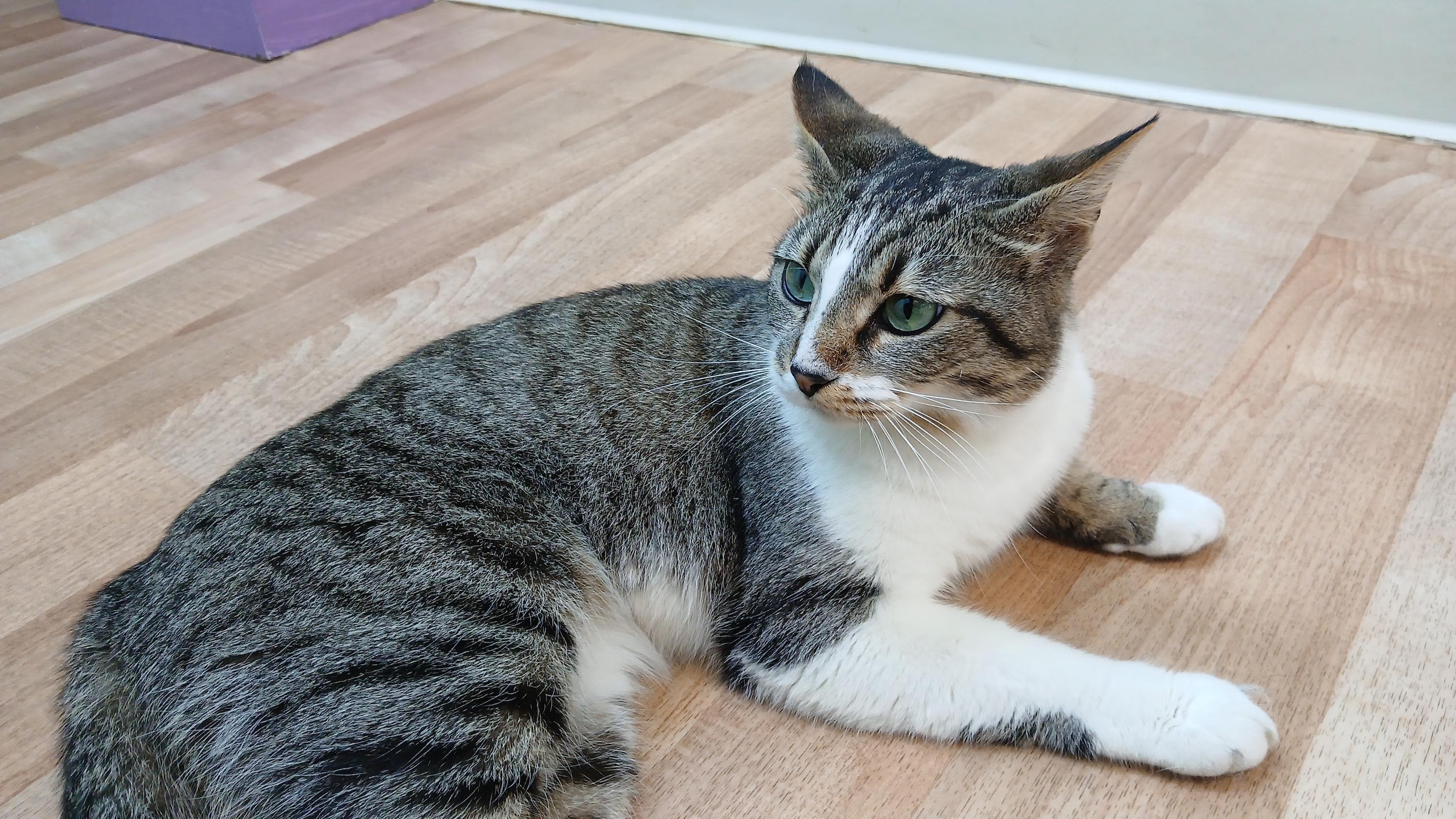 Enlarge Jodie, an adoption pending Domestic Short Hair in Cullowhee, NC image 6/6