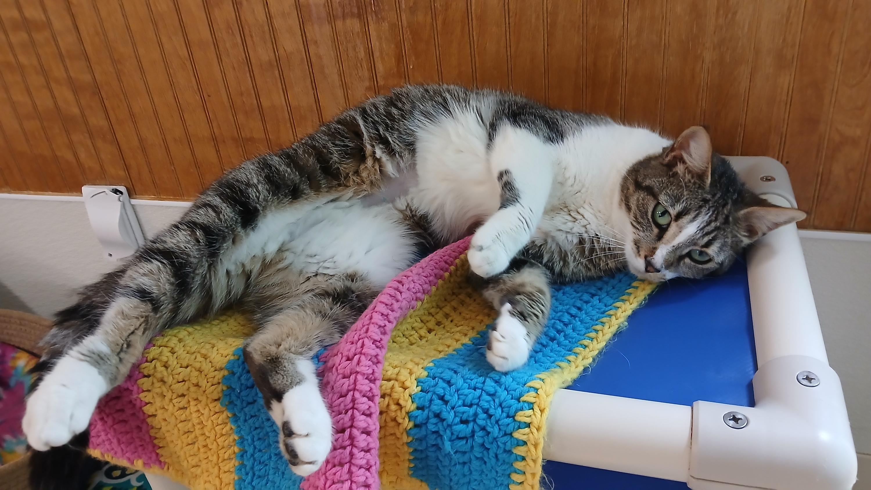 Enlarge Jodie, an adoption pending Domestic Short Hair in Cullowhee, NC image 4/6