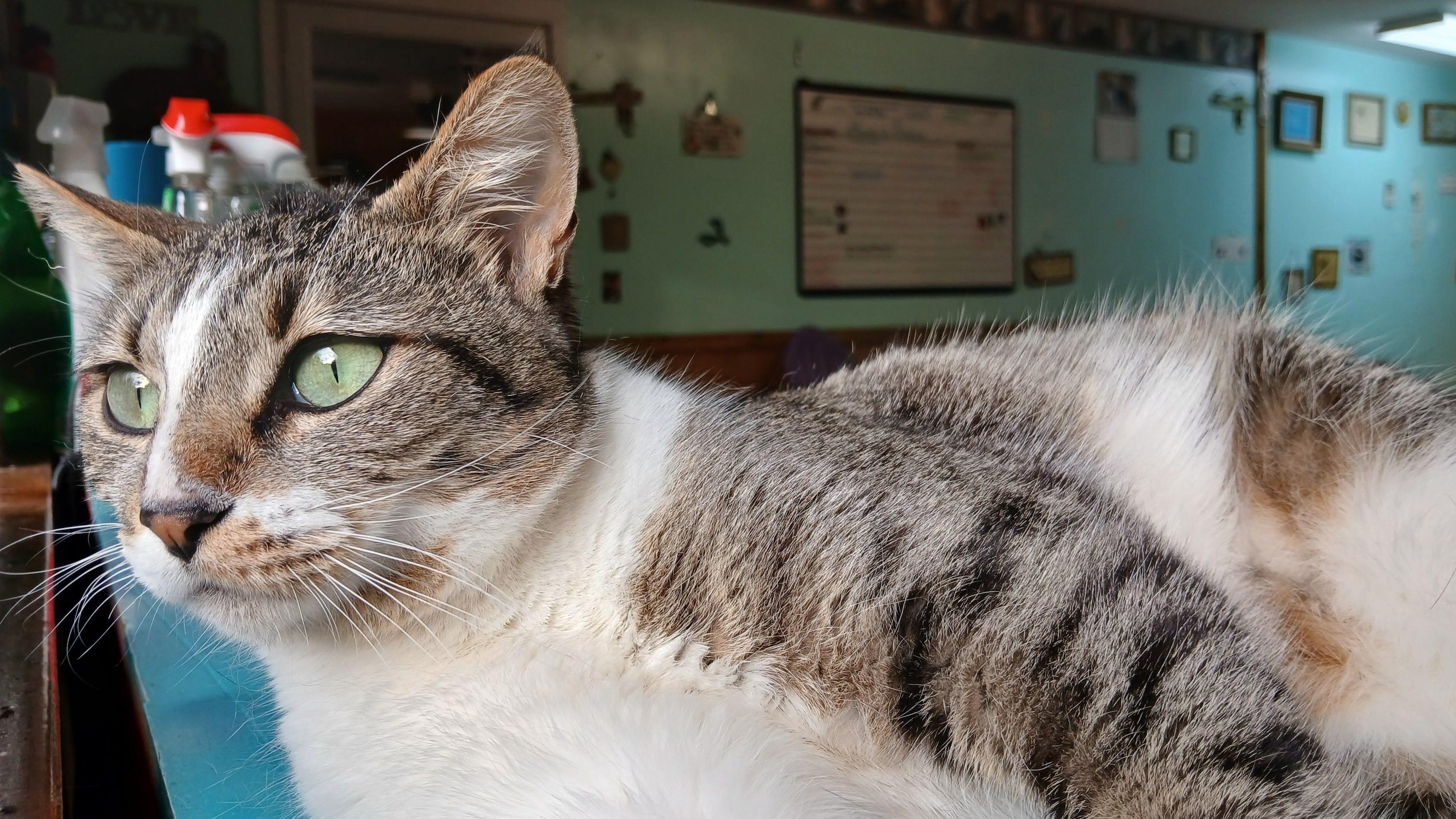 Enlarge Jodie, an adoption pending Domestic Short Hair in Cullowhee, NC image 5/6