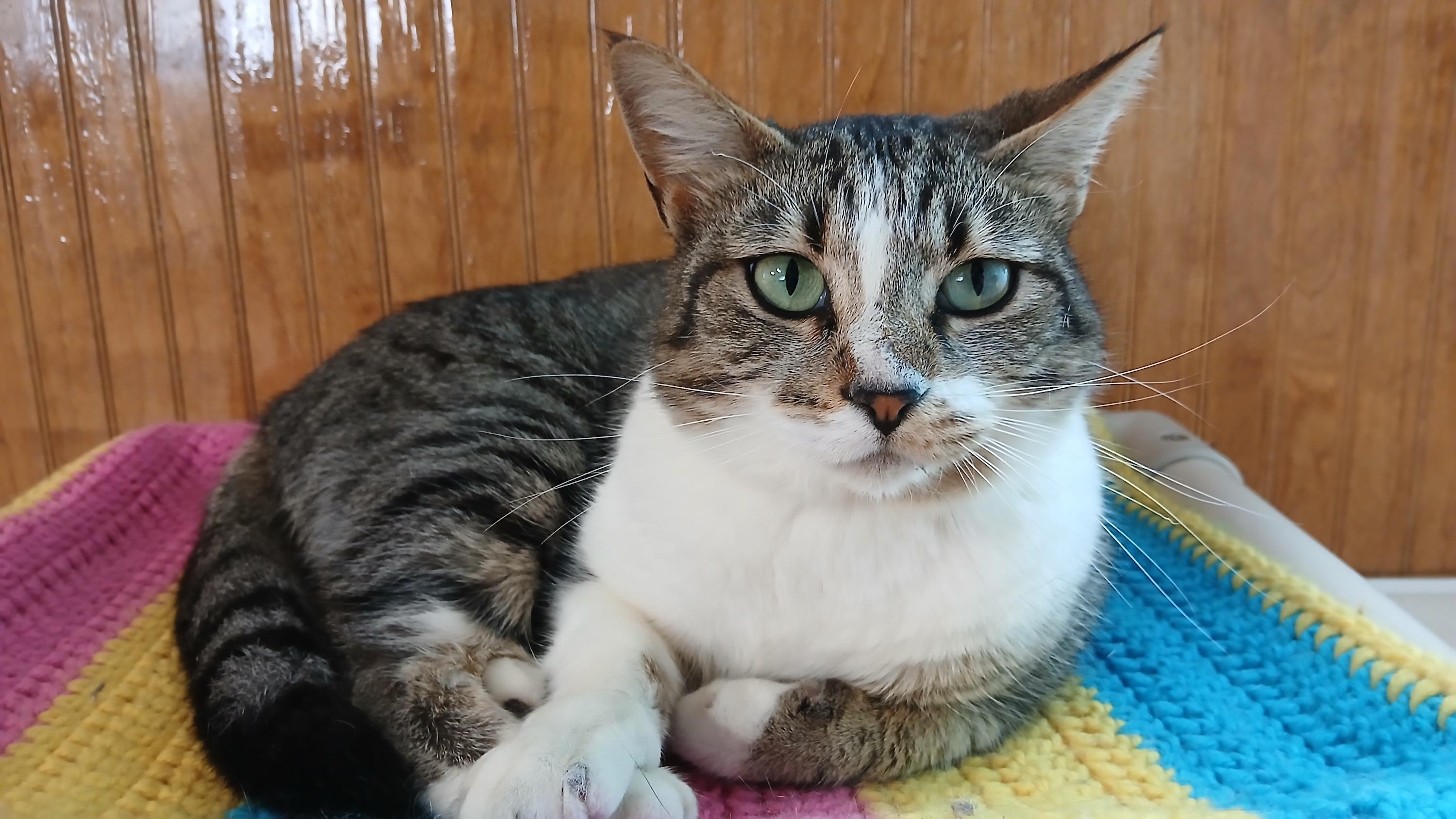 Enlarge Jodie, an adoption pending Domestic Short Hair in Cullowhee, NC image 1/6