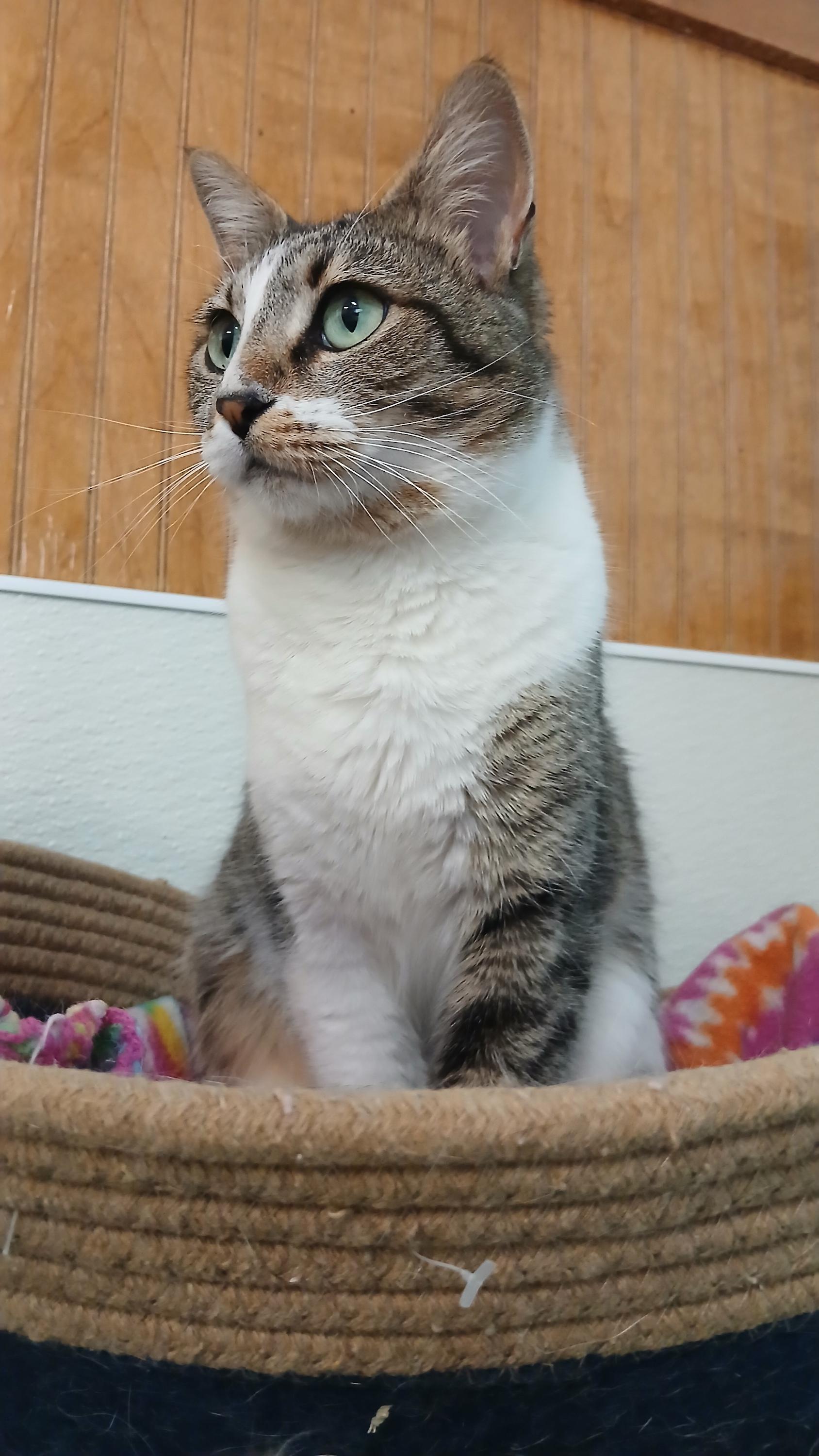 Enlarge Jodie, an adoption pending Domestic Short Hair in Cullowhee, NC image 3/6