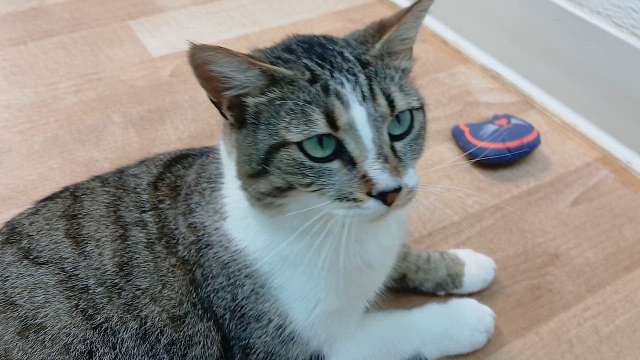 Enlarge Jodie, an adoption pending Domestic Short Hair in Cullowhee, NC video 2/6