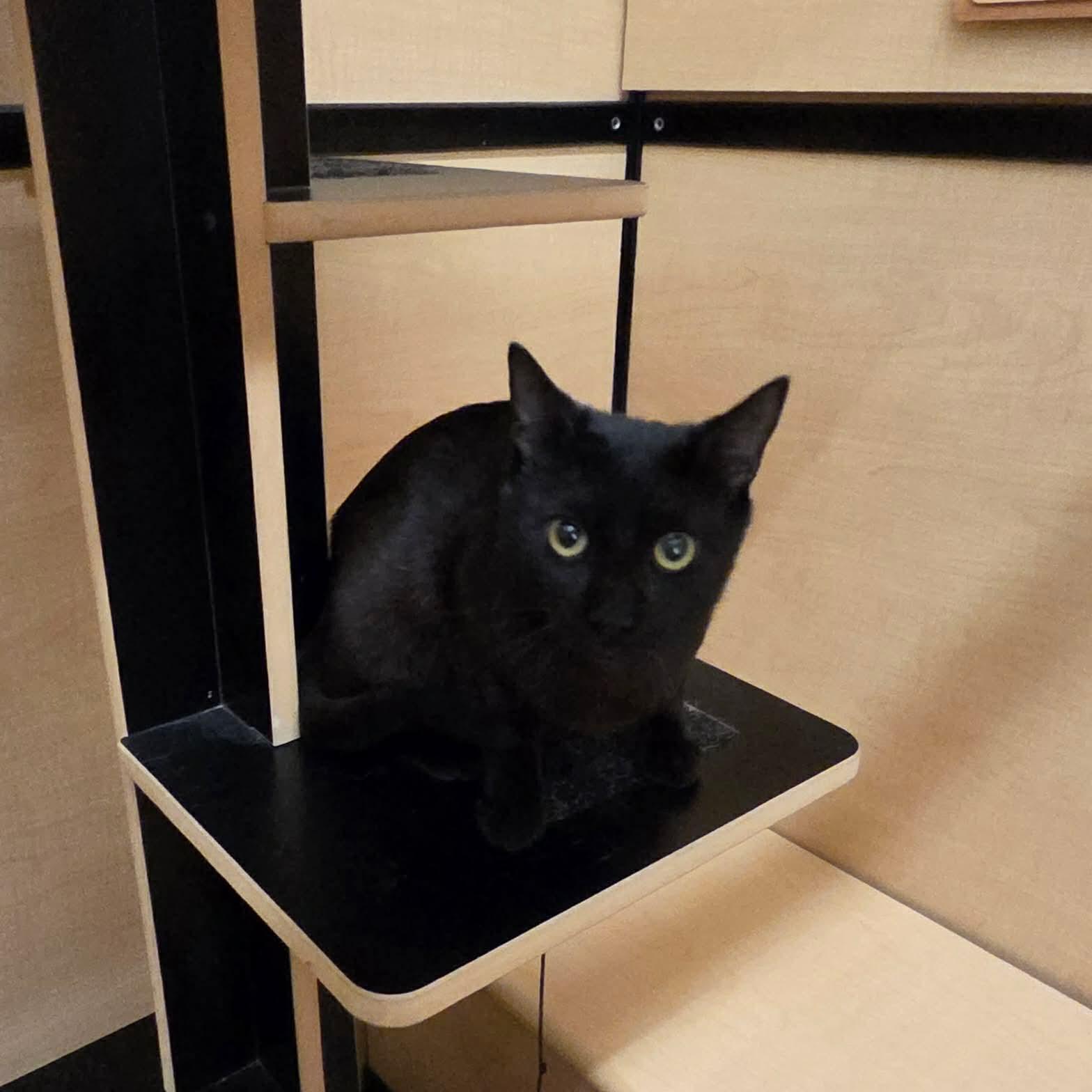Enlarge Jesse, an adopted Domestic Short Hair in Gladstone, OR image 5/6