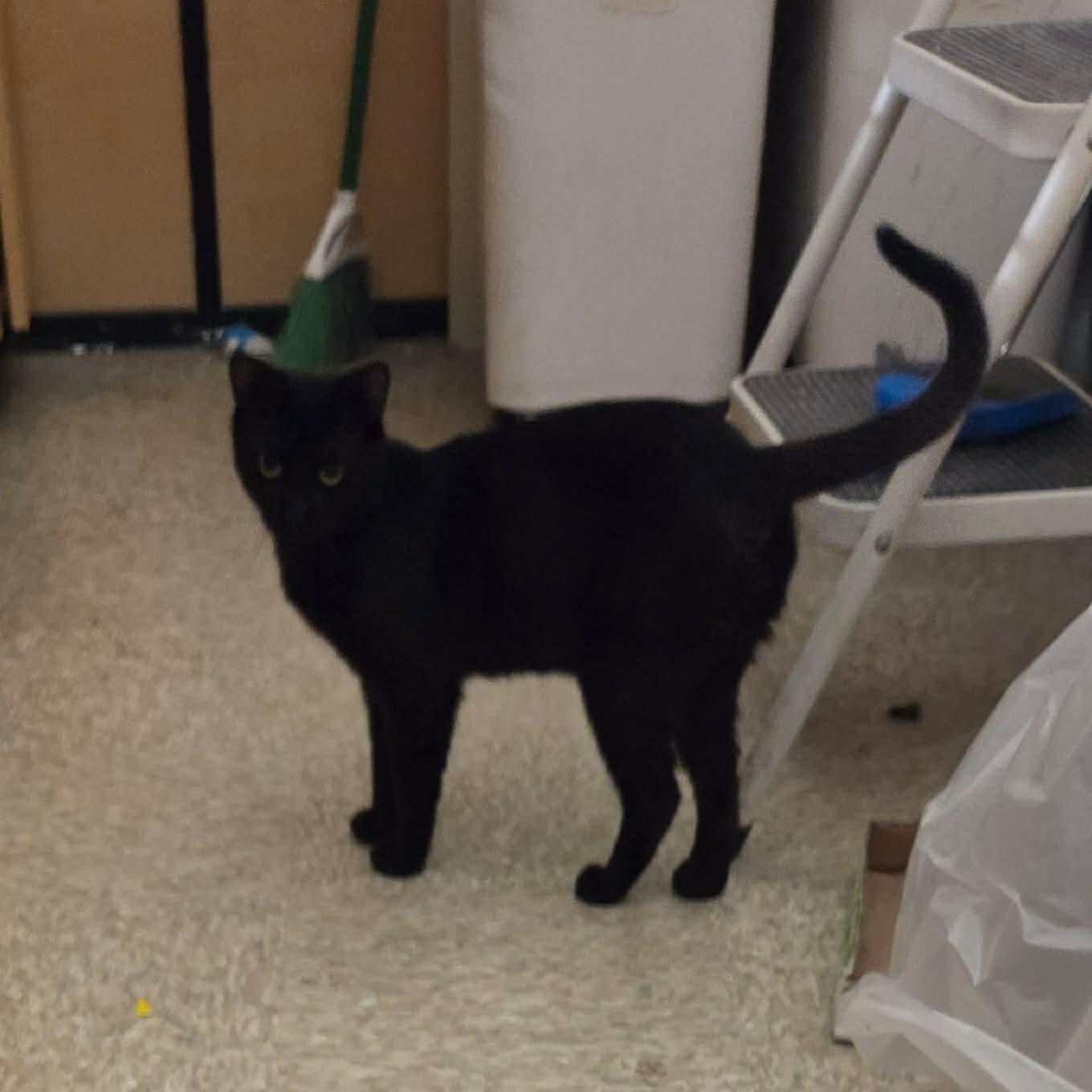 Enlarge Jesse, an adopted Domestic Short Hair in Gladstone, OR image 4/6