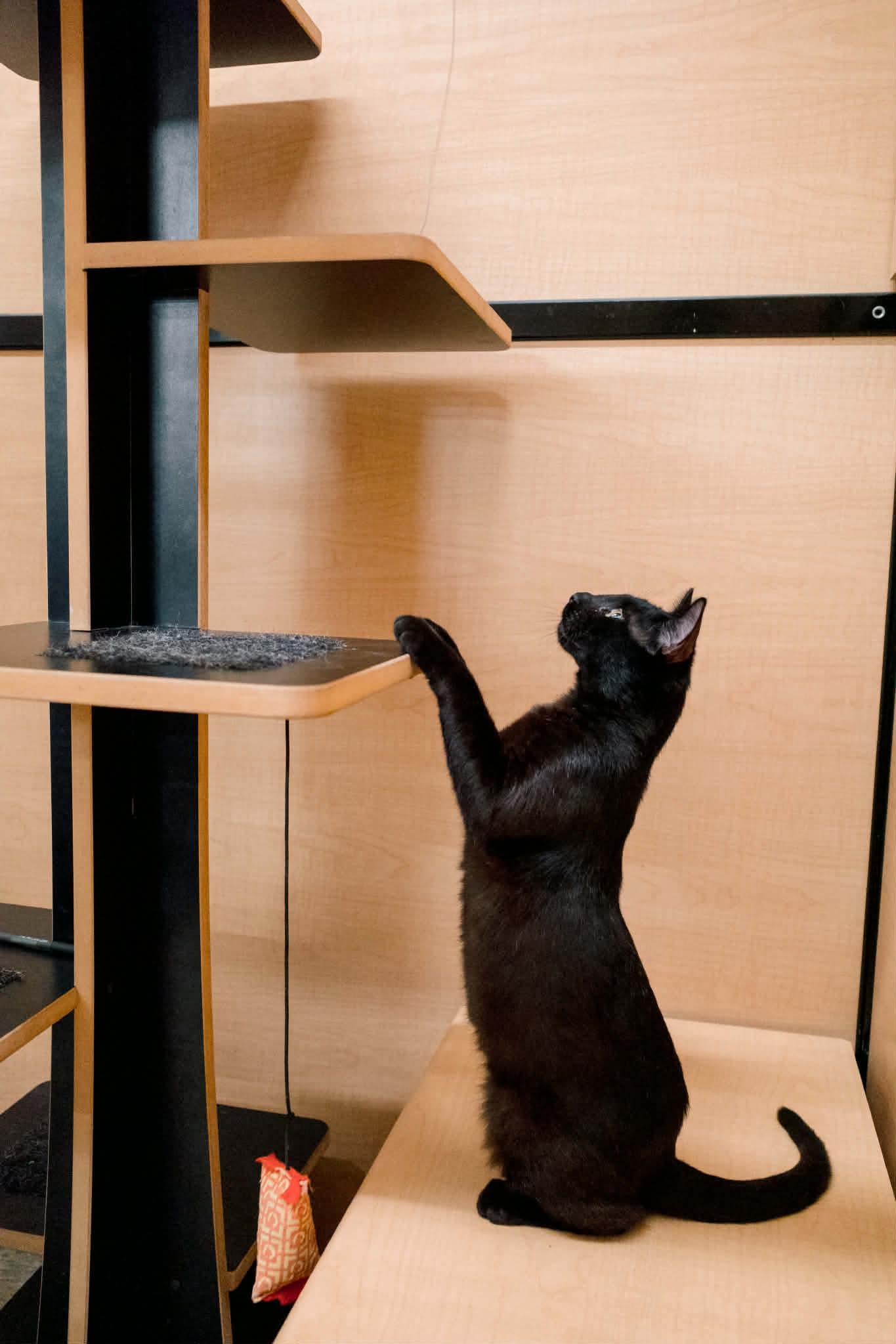 Enlarge Jesse, an adopted Domestic Short Hair in Gladstone, OR image 2/6