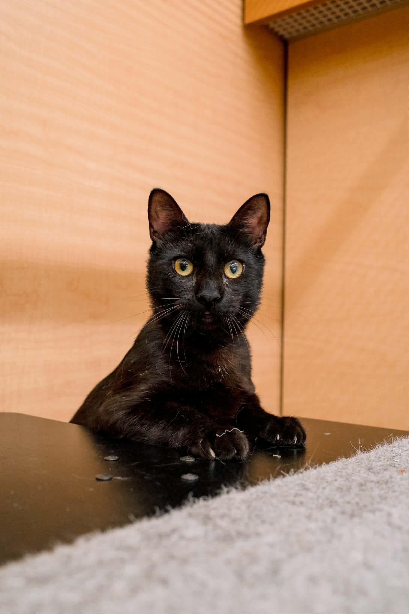 Enlarge Jesse, an adopted Domestic Short Hair in Gladstone, OR image 1/6