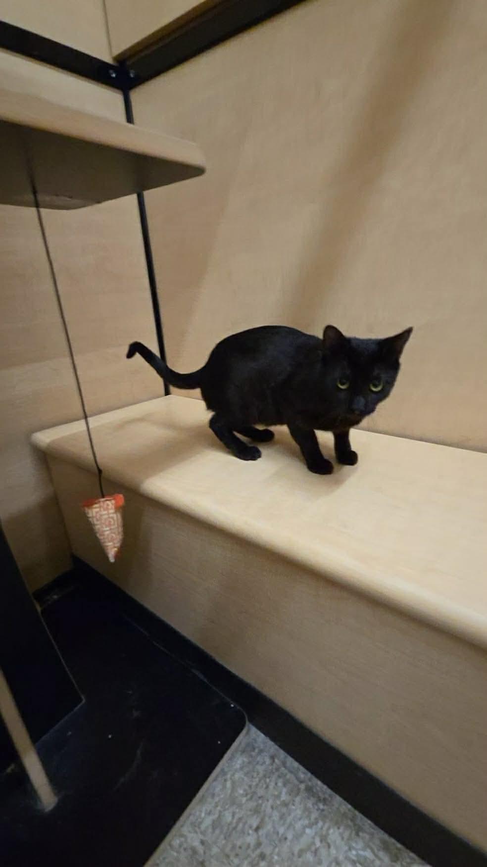 Enlarge Jesse, an adopted Domestic Short Hair in Gladstone, OR image 6/6