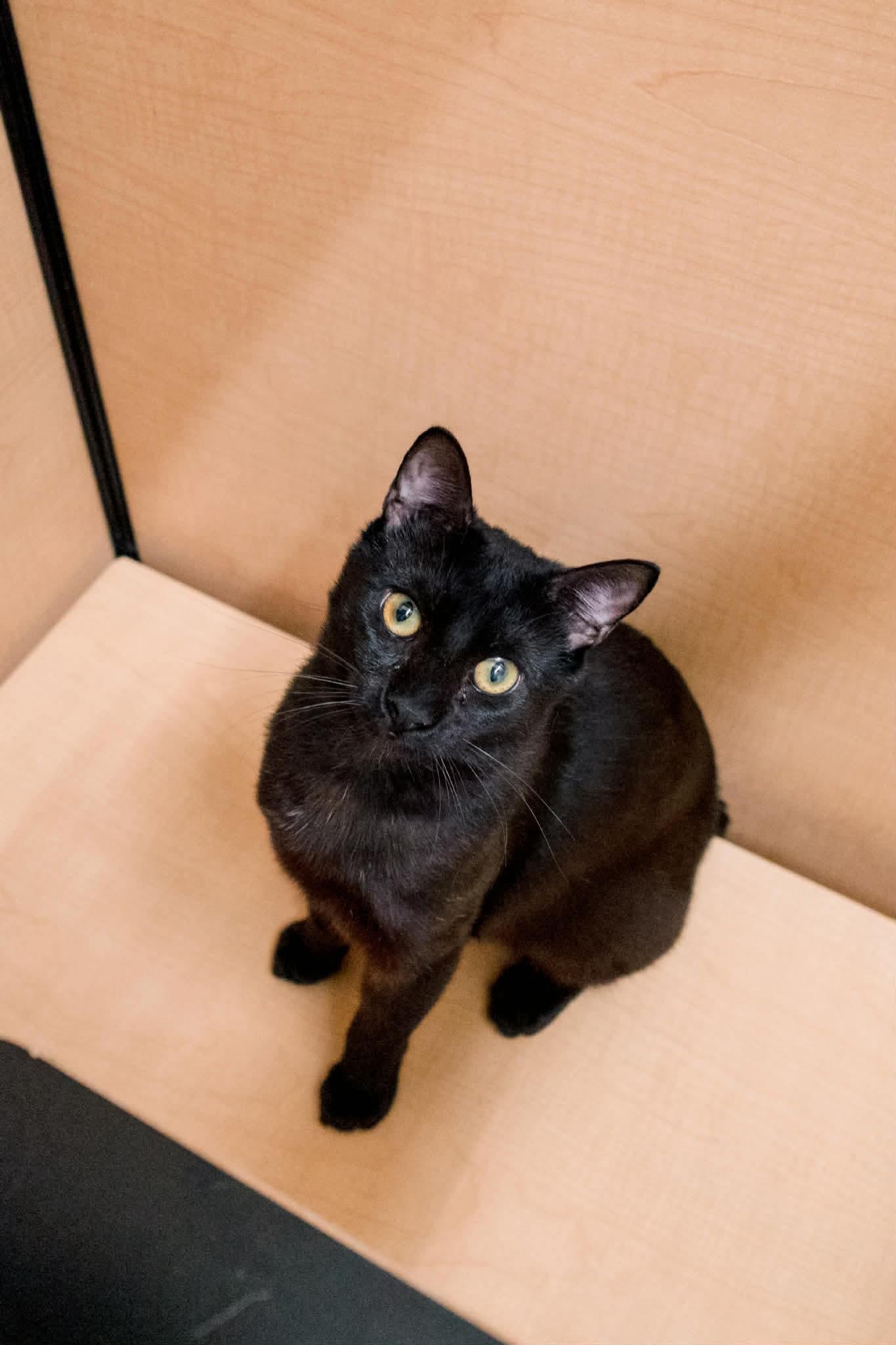 Enlarge Jesse, an adopted Domestic Short Hair in Gladstone, OR image 3/6