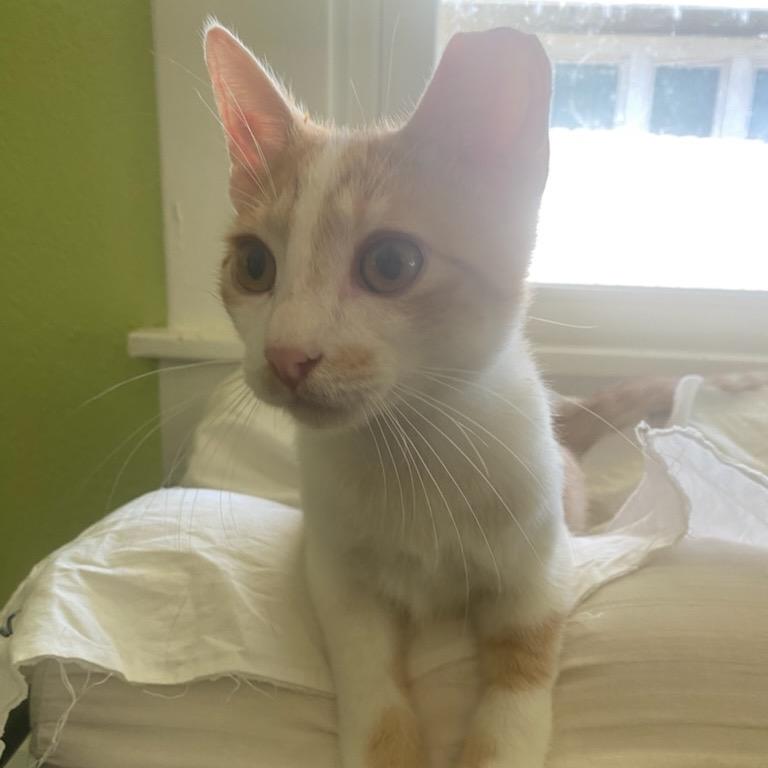 Enlarge Goldy, a Adoptable Domestic Short Hair in Waco, TX image 1/1