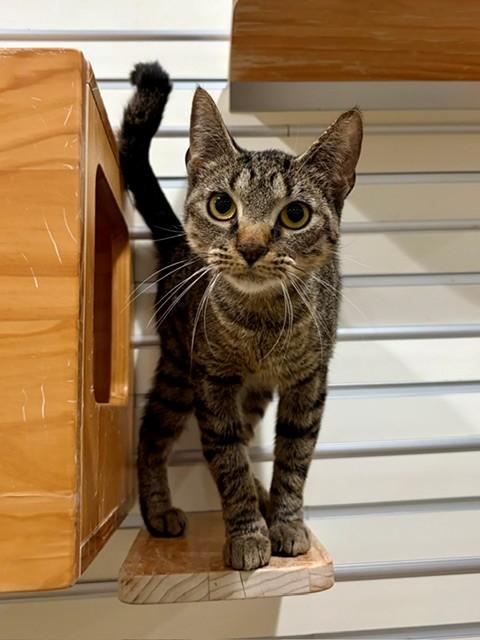 HAZEL, Adoptable, Young Female Domestic Short Hair.