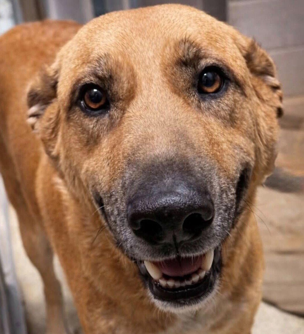 Enlarge Faylee, a ADOPTABLE mixed breed in Jefferson, WI image 2/3