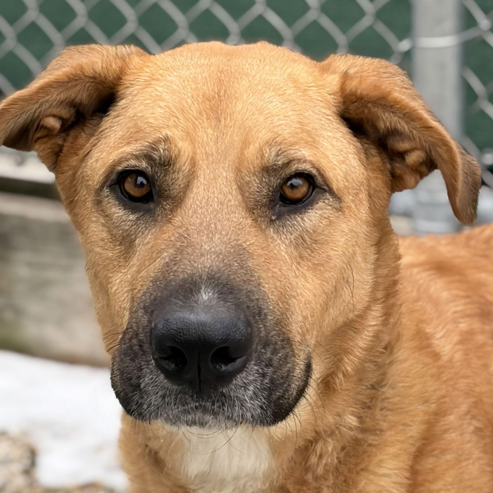 Faylee, ADOPTABLE, Adult Female Shepherd.