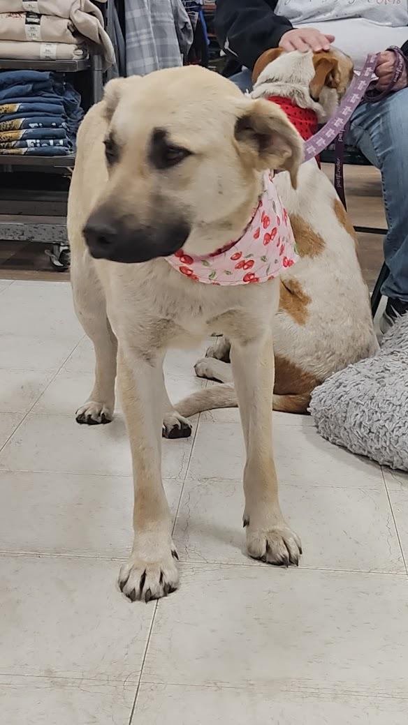 Marshmellow, Adoptable, Young Male Siberian Husky & German Shepherd Dog.