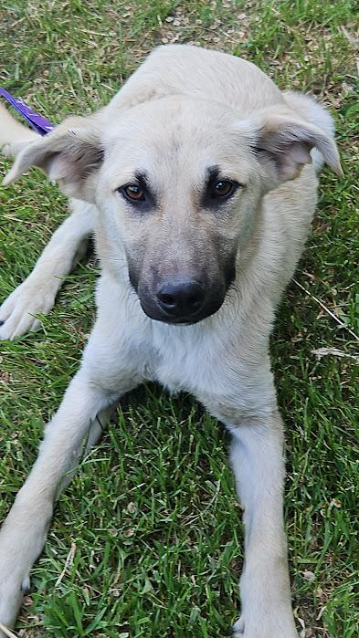 Enlarge Marshmellow, a Adoptable mixed breed in Watertown, SD image 4/5