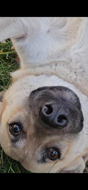 Marshmellow, Adoptable, Young Male Siberian Husky & German Shepherd Dog.