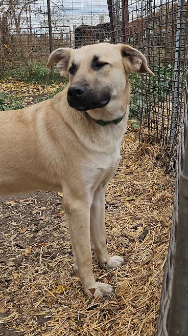 Enlarge Marshmellow, a Adoptable mixed breed in Watertown, SD image 2/5