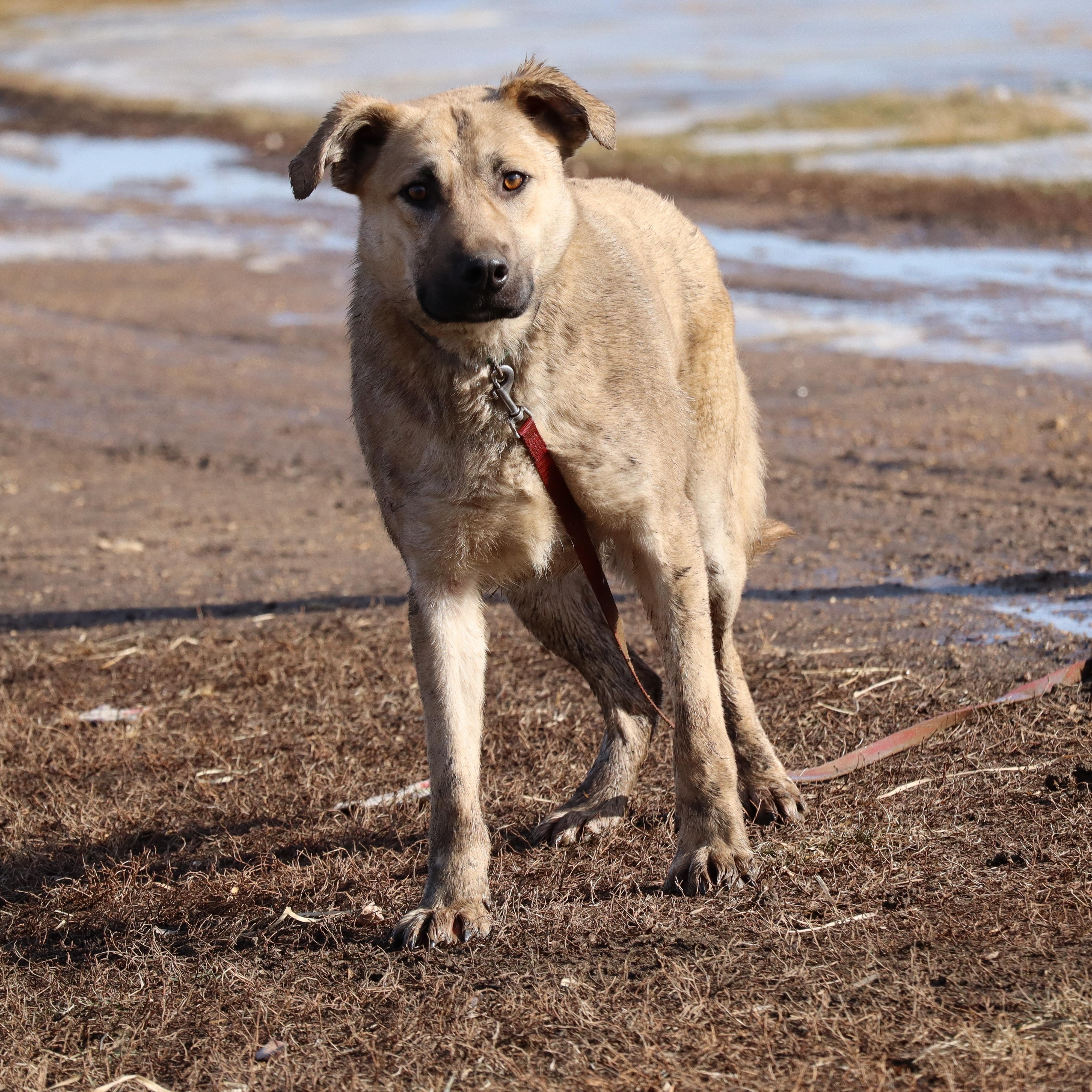 Enlarge Marshmellow, a Adoptable mixed breed in Watertown, SD image 2/6