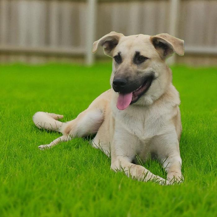 Enlarge Marshmellow, a Adoptable mixed breed in Watertown, SD image 3/5