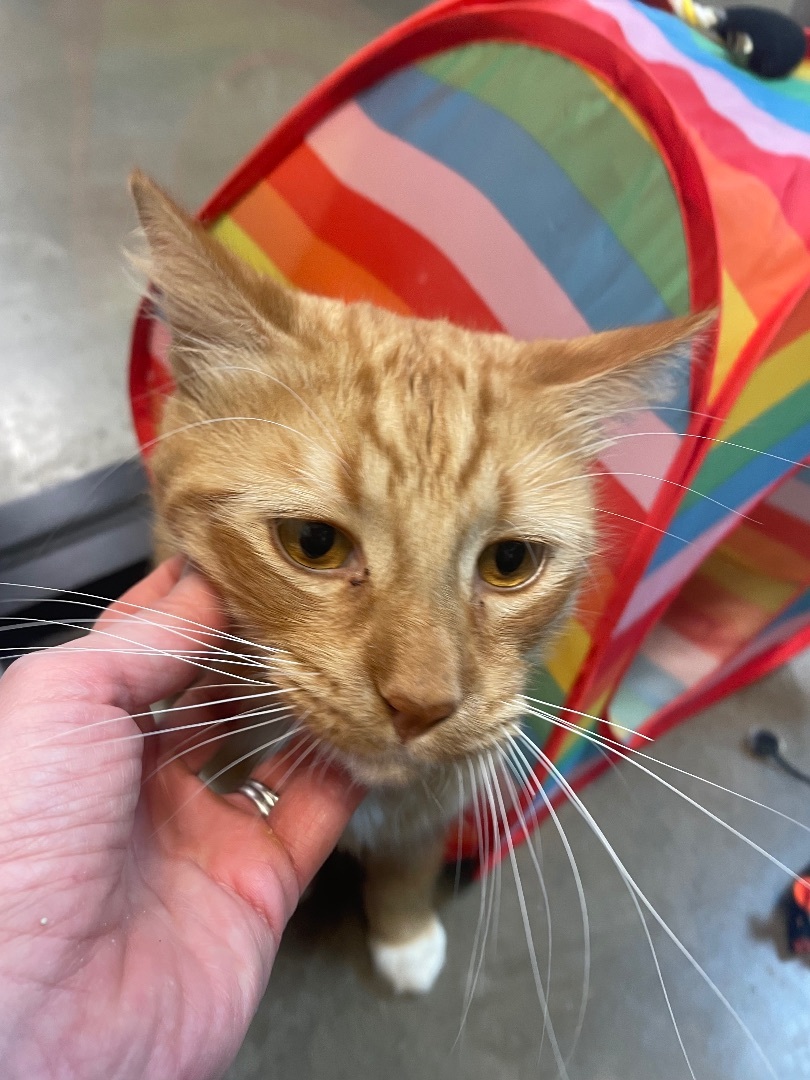Gaston, adoptable, Adult Male Tabby & American Shorthair.