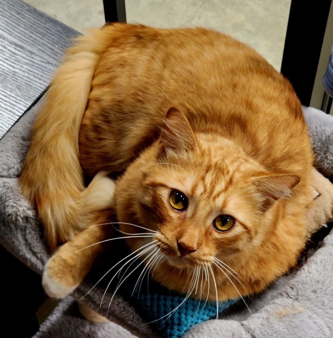 Enlarge Gaston, an adoptable mixed breed in Woodinville, WA image 2/4