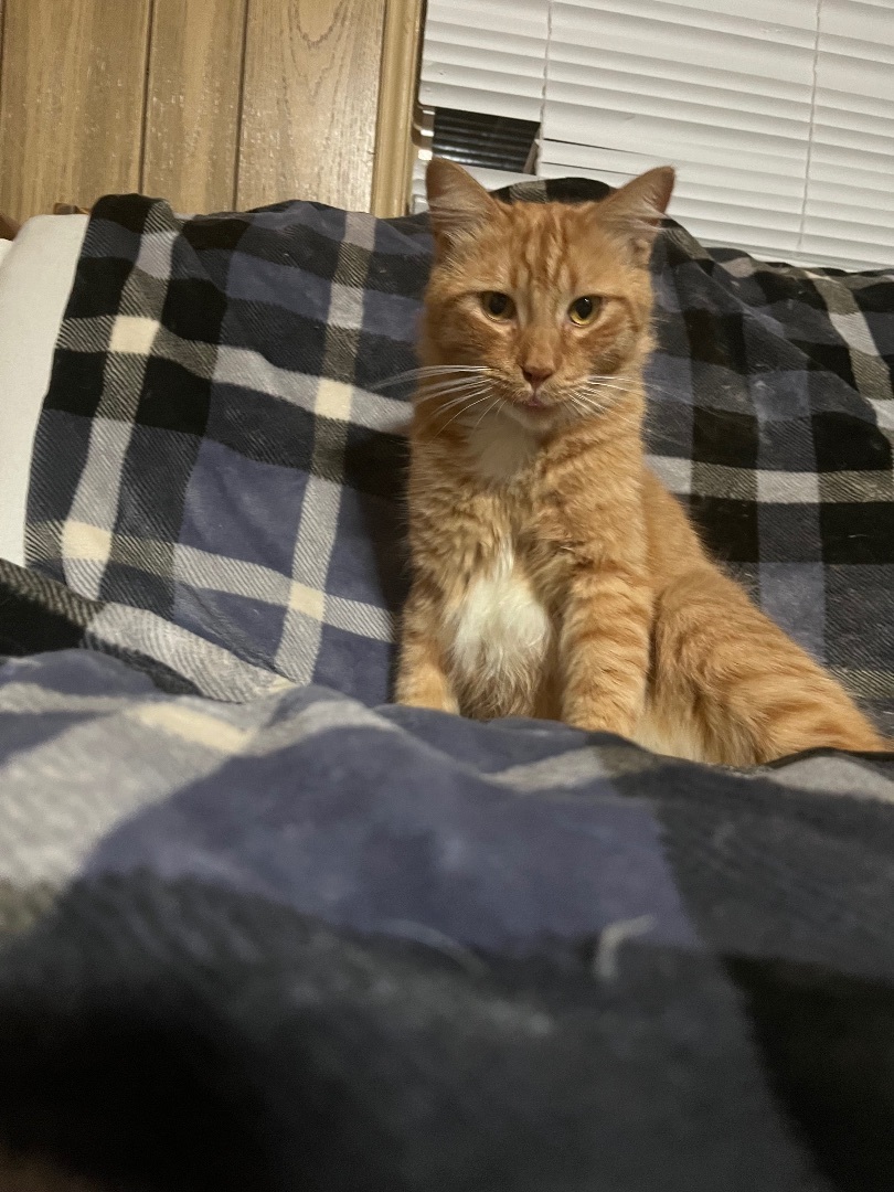 Enlarge Gaston, an adoptable mixed breed in Woodinville, WA image 3/4