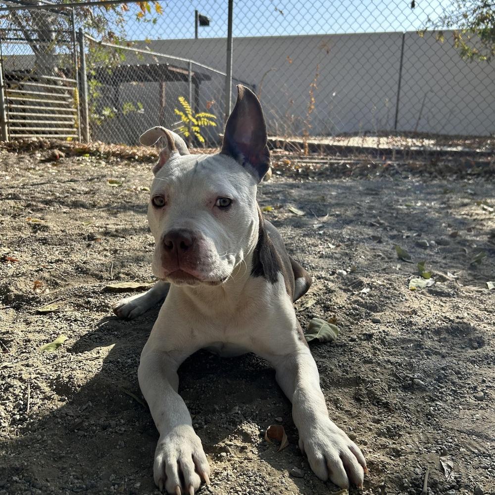 Diego, Adoptable, Adult Male Pit Bull Terrier & Mixed Breed.