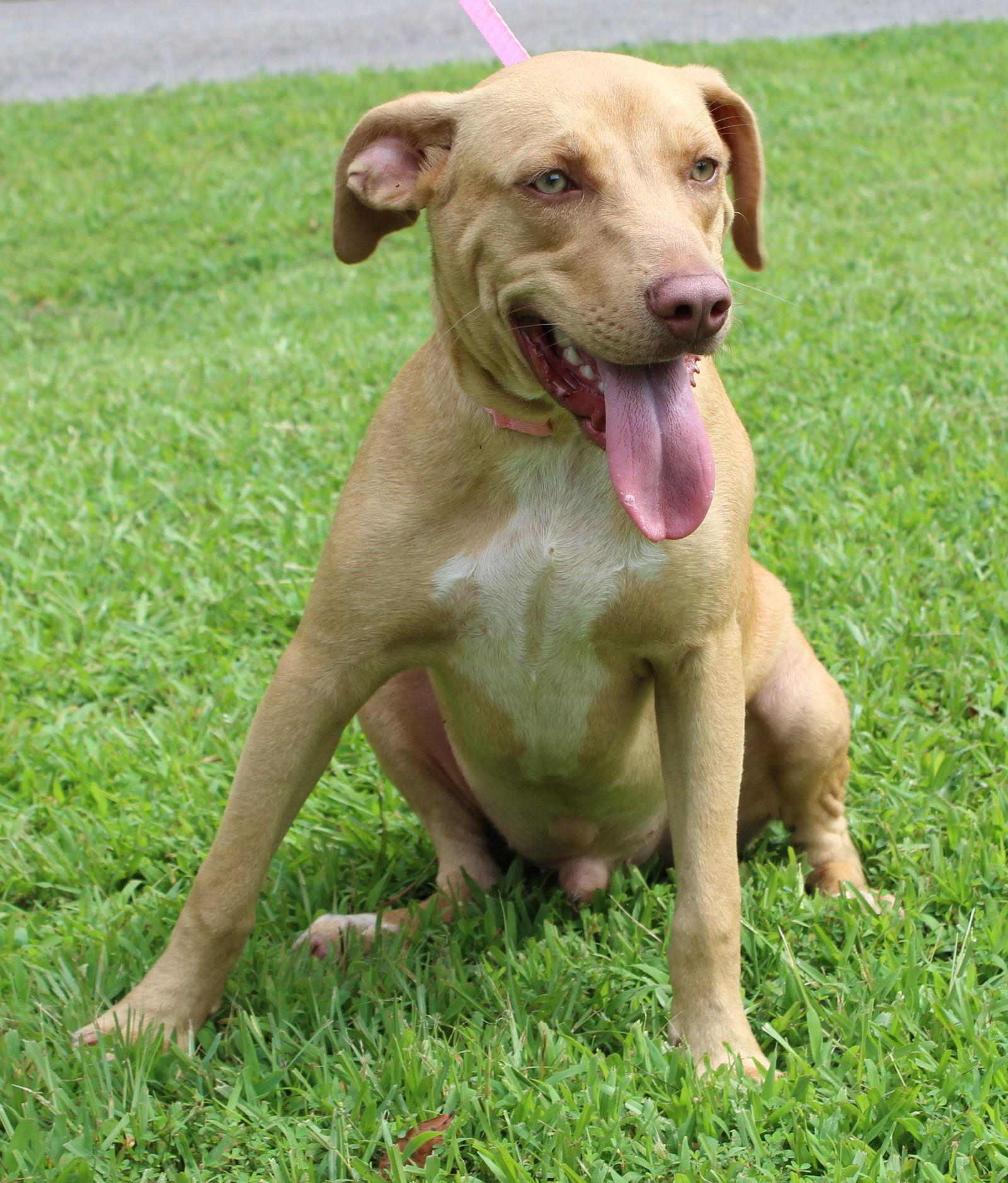 Leonard 41907, Adoptable, Young Male Yellow Labrador Retriever.