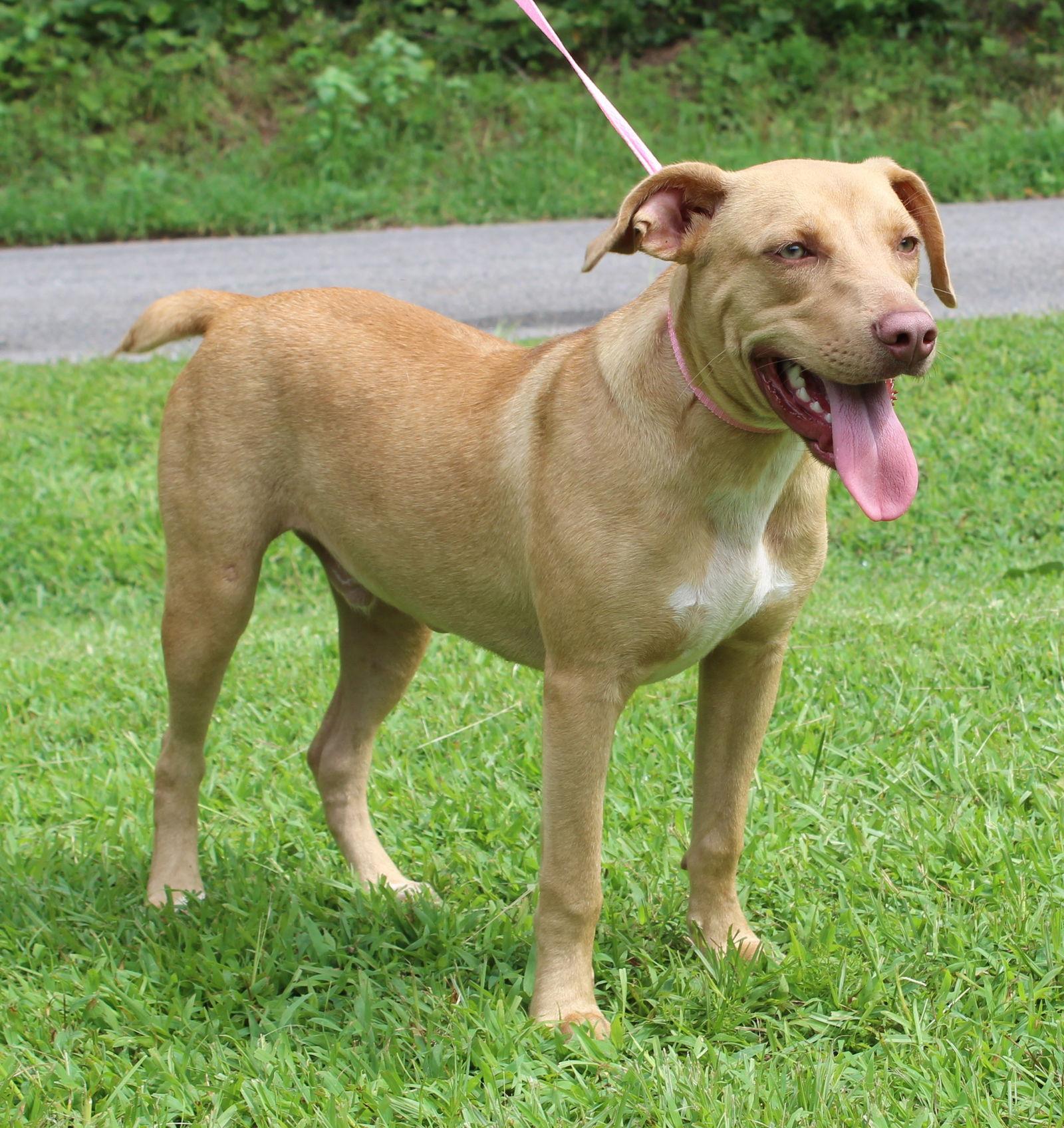 Enlarge Leonard 41907, a Adoptable Yellow Labrador Retriever in Prattville, AL image 2/3