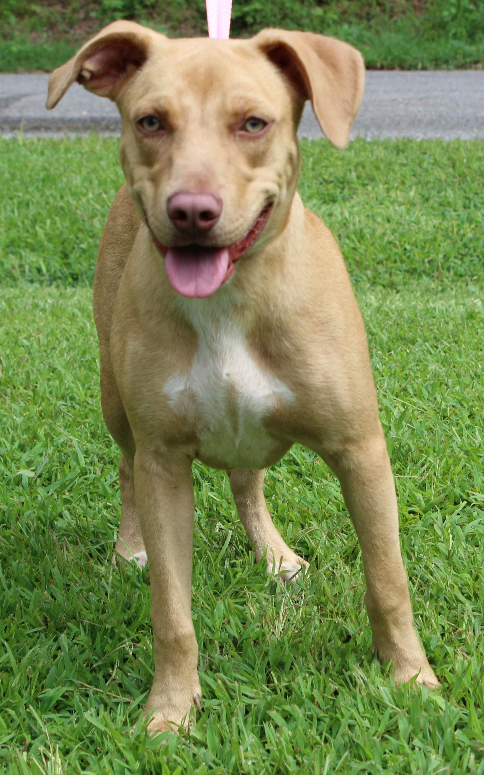 Enlarge Leonard 41907, a Adoptable Yellow Labrador Retriever in Prattville, AL image 3/3