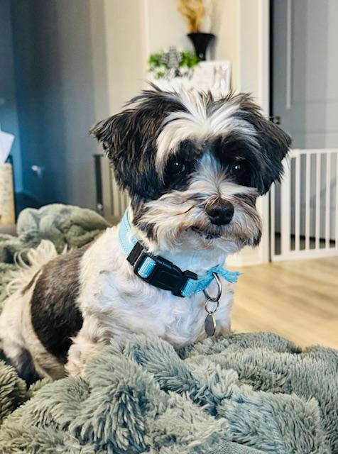 Nico, Adoptable, Adult Male Shih Tzu & Maltese.
