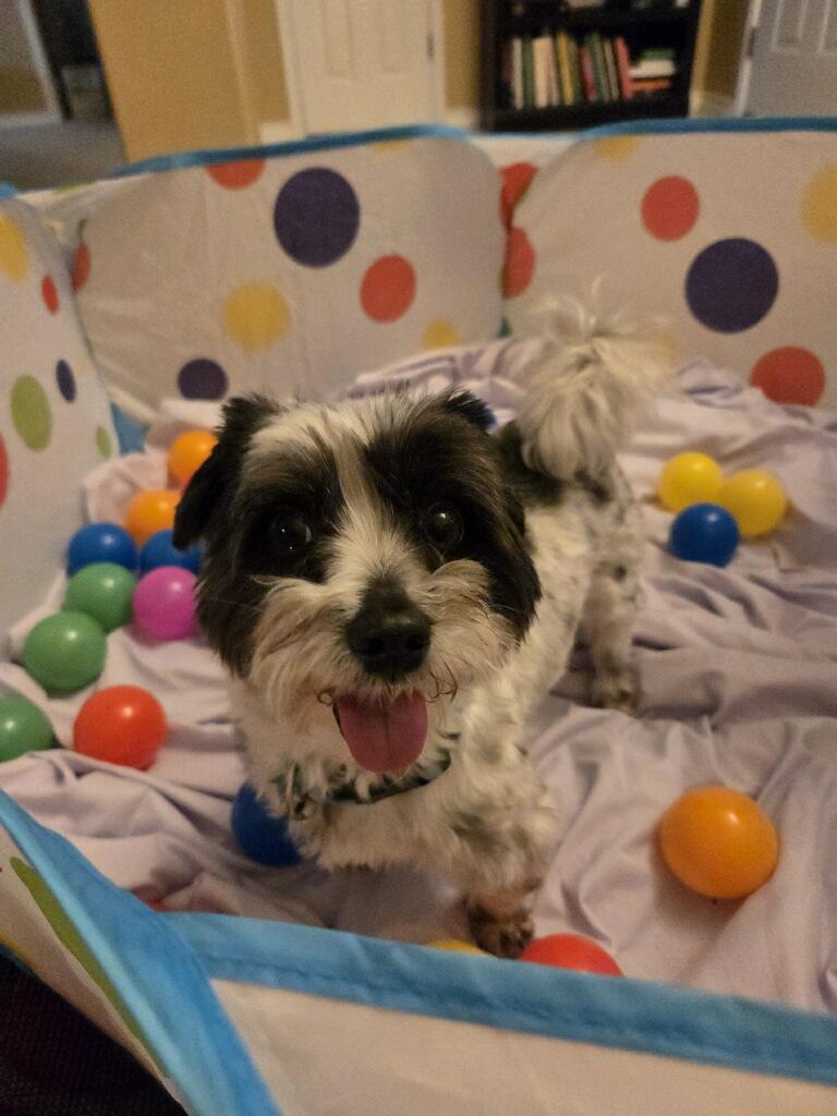 Enlarge Nico, a Adoptable mixed breed in League City, TX image 6/6