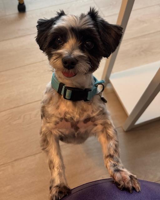 Enlarge Nico, a Adoptable mixed breed in League City, TX image 1/6